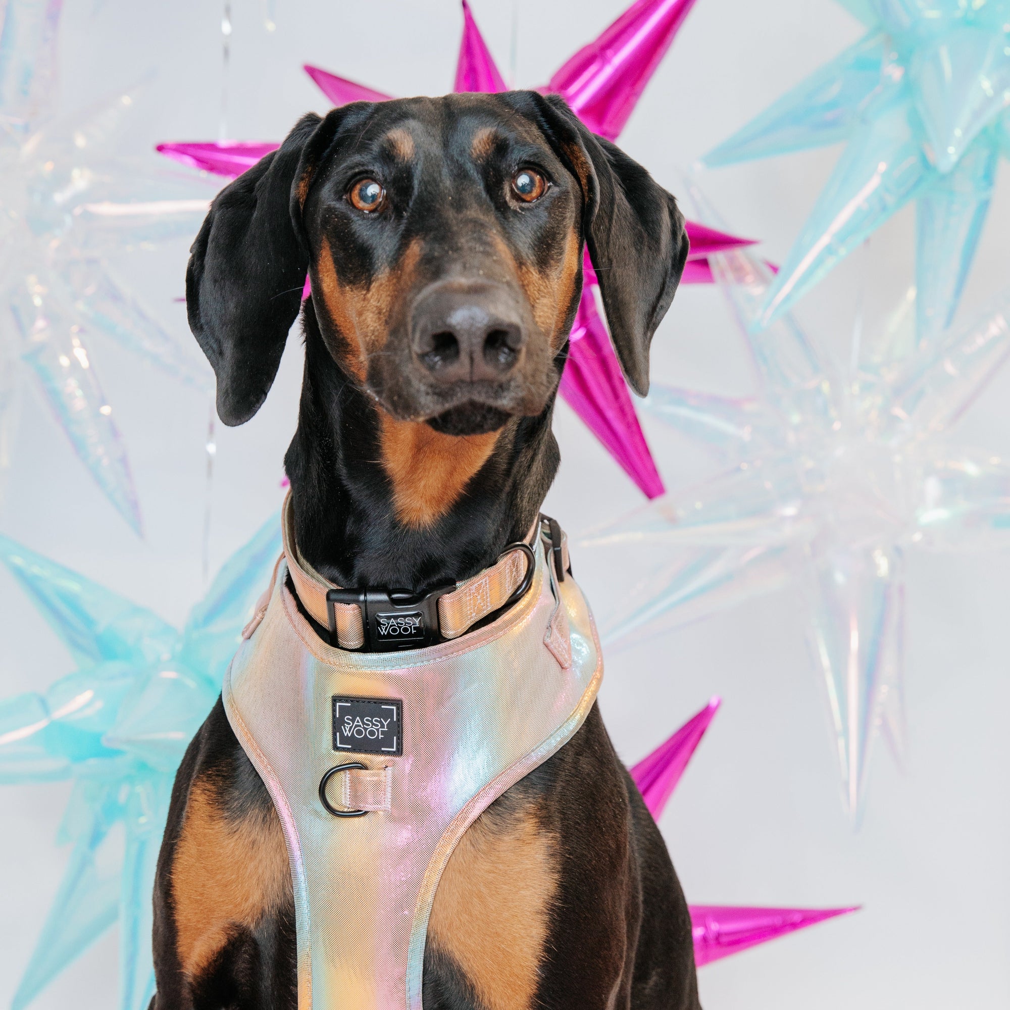 Celestial Canines: The Perfect Harness for Your Dog's Star Sign