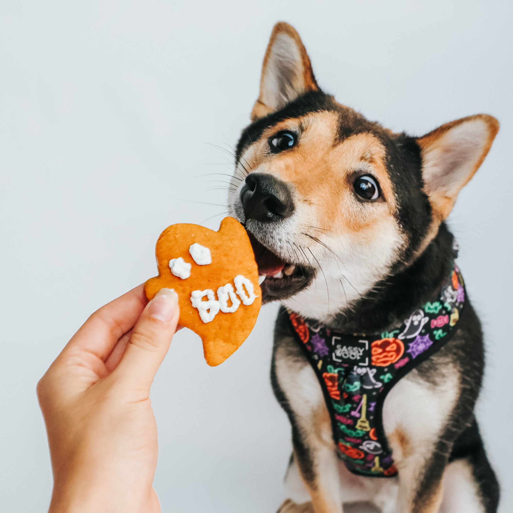 Pup Project: Spooky Iced Pumpkin-Peanut Butter Cookies