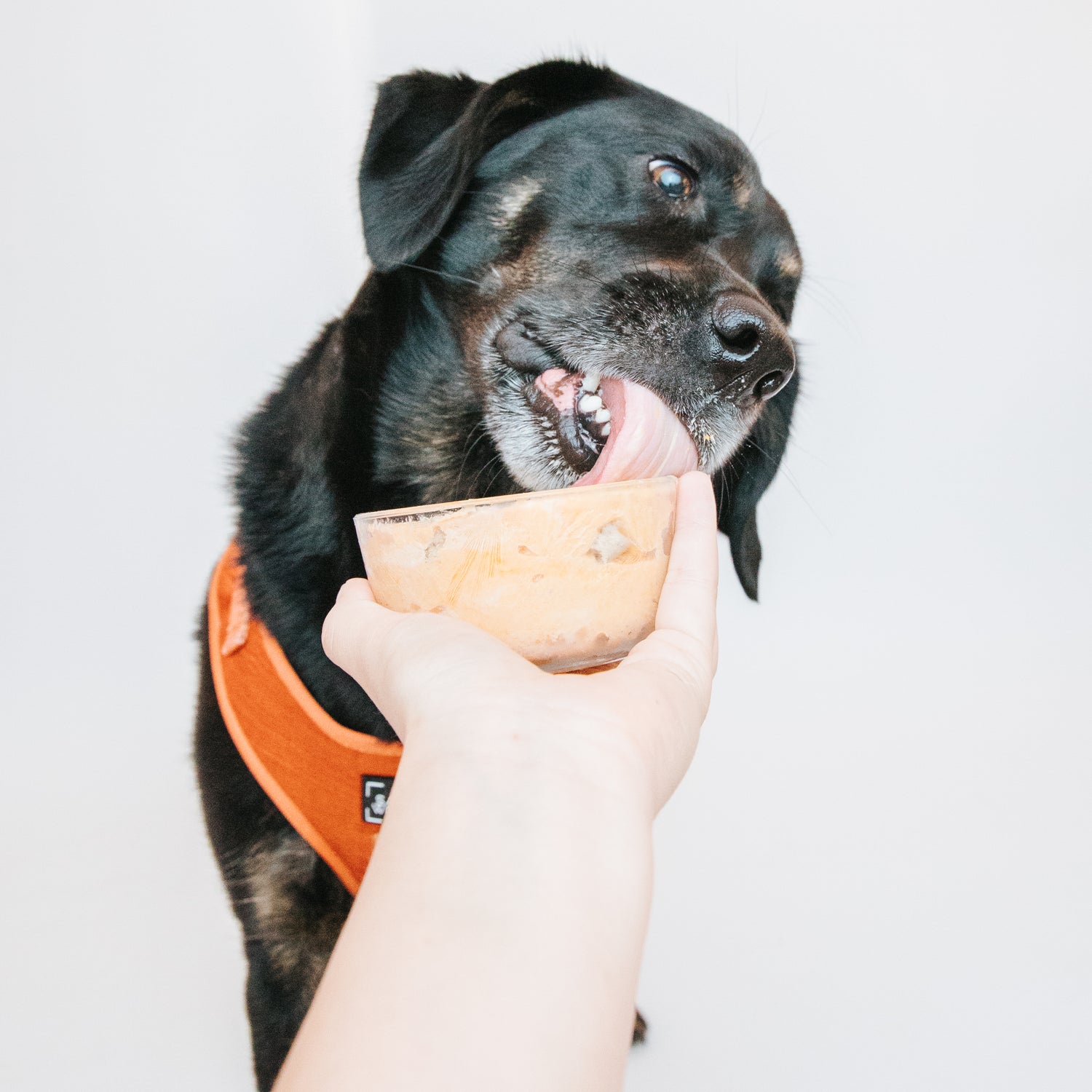 Pup Project: Dog-Friendly Ice Cream