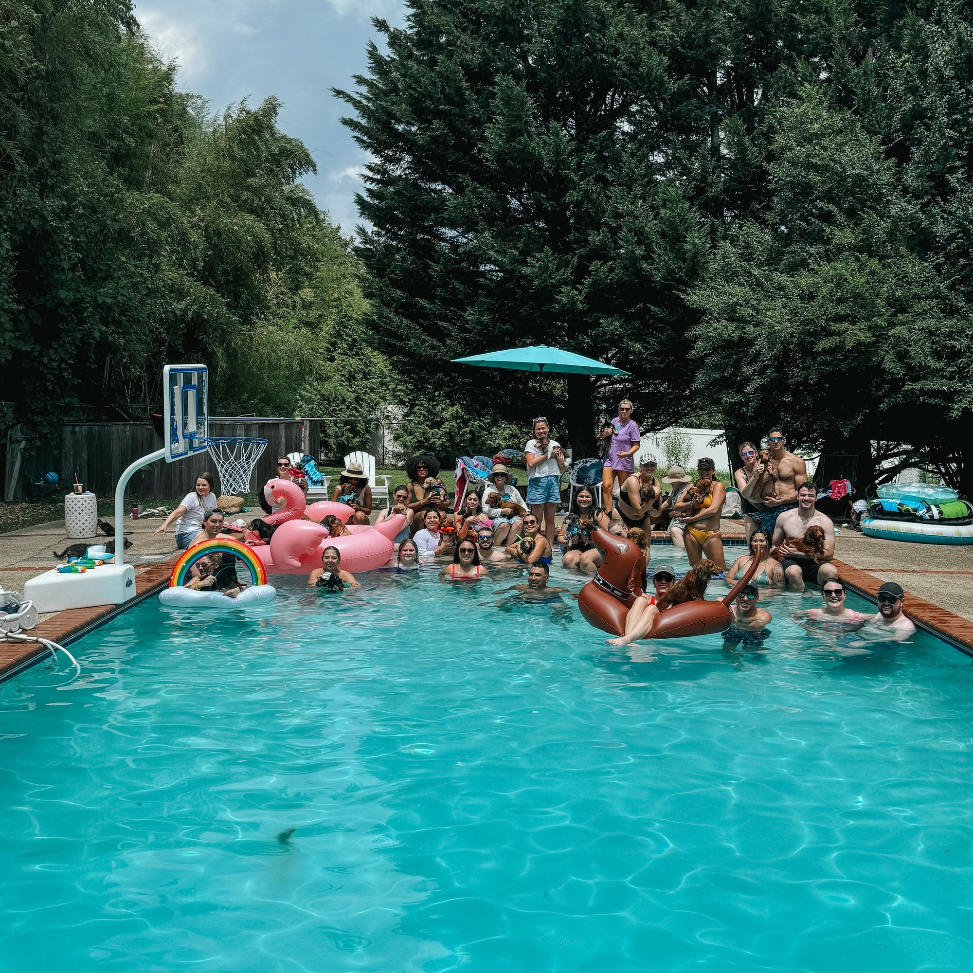 Puppy Poolside Paradise : Throwing the Ultimate Dog Pool Pawty!