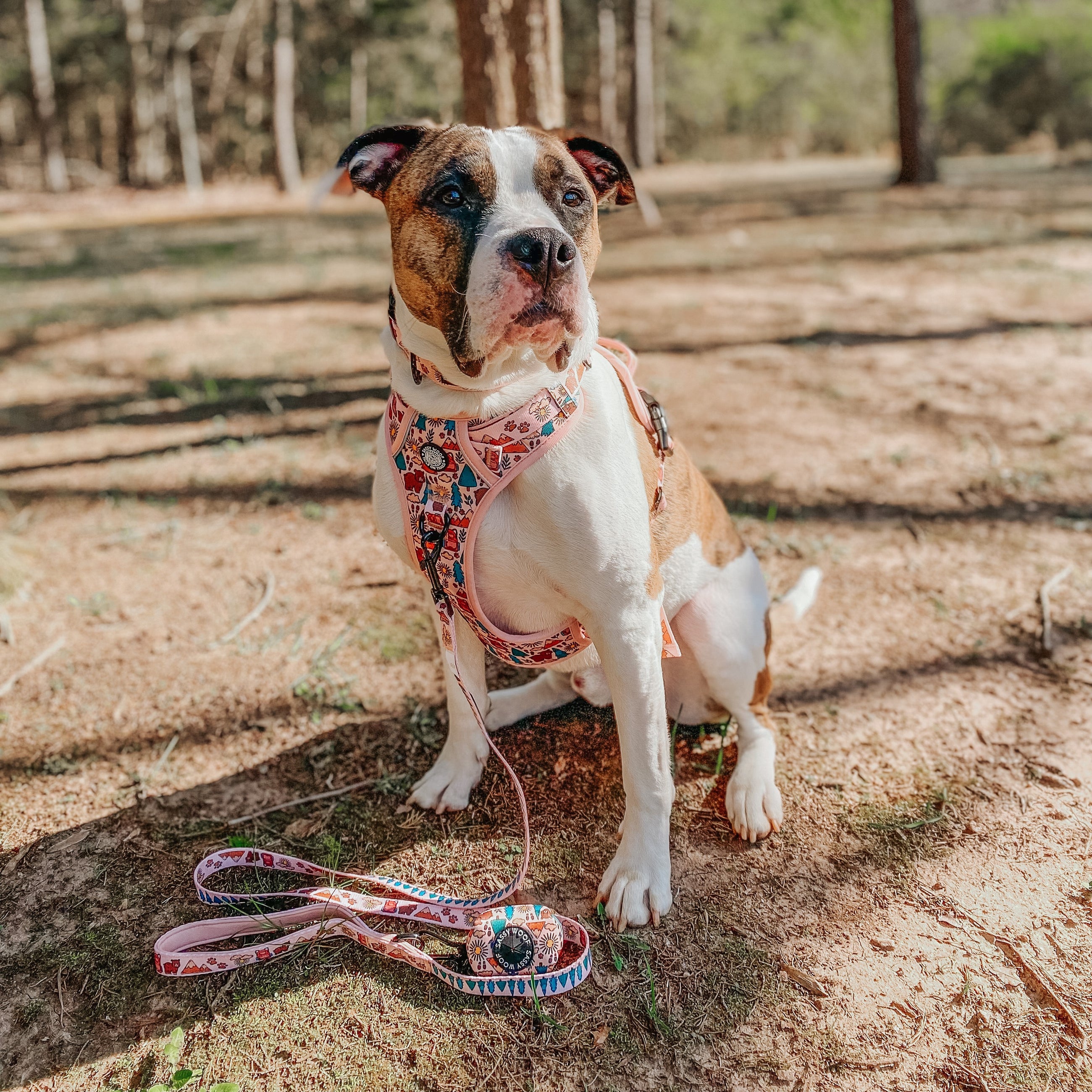 Shop the Look - National Bark