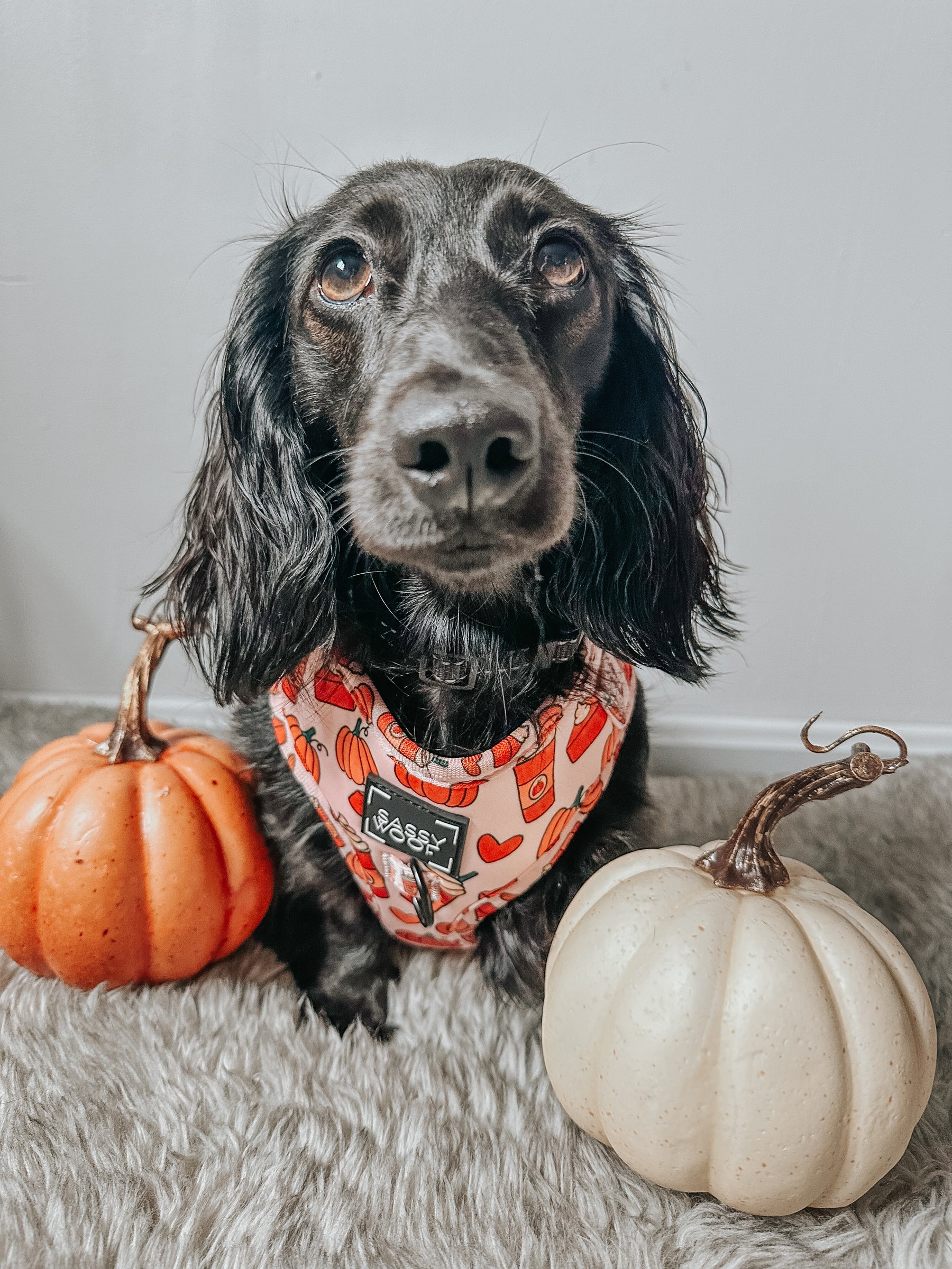 Dog Adjustable Harness - Pie There!