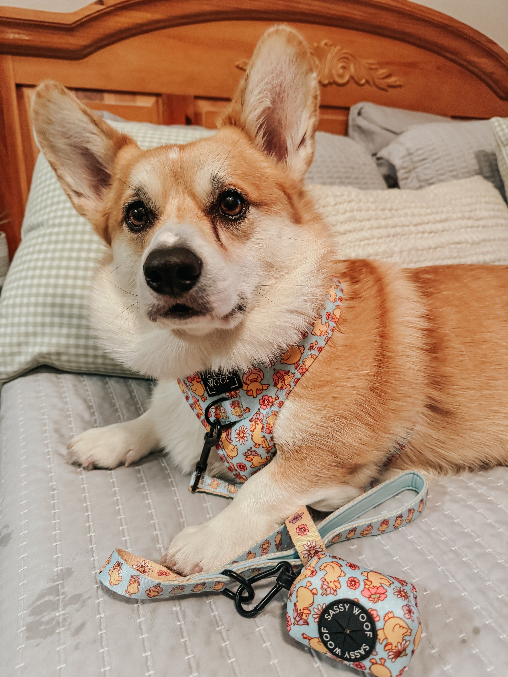 INFLUENCER_CONTENT | @CEEDEETHECORGI