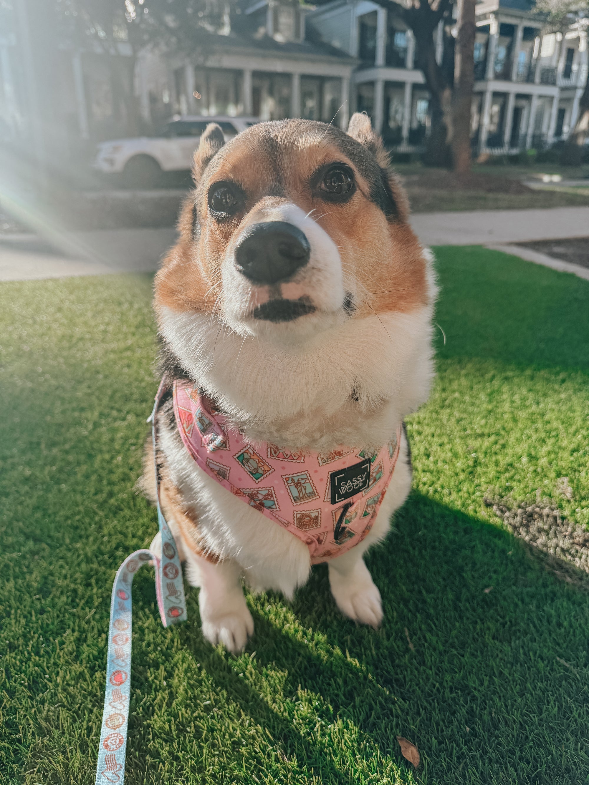 INFLUENCER_CONTENT | @CEEDEETHECORGI