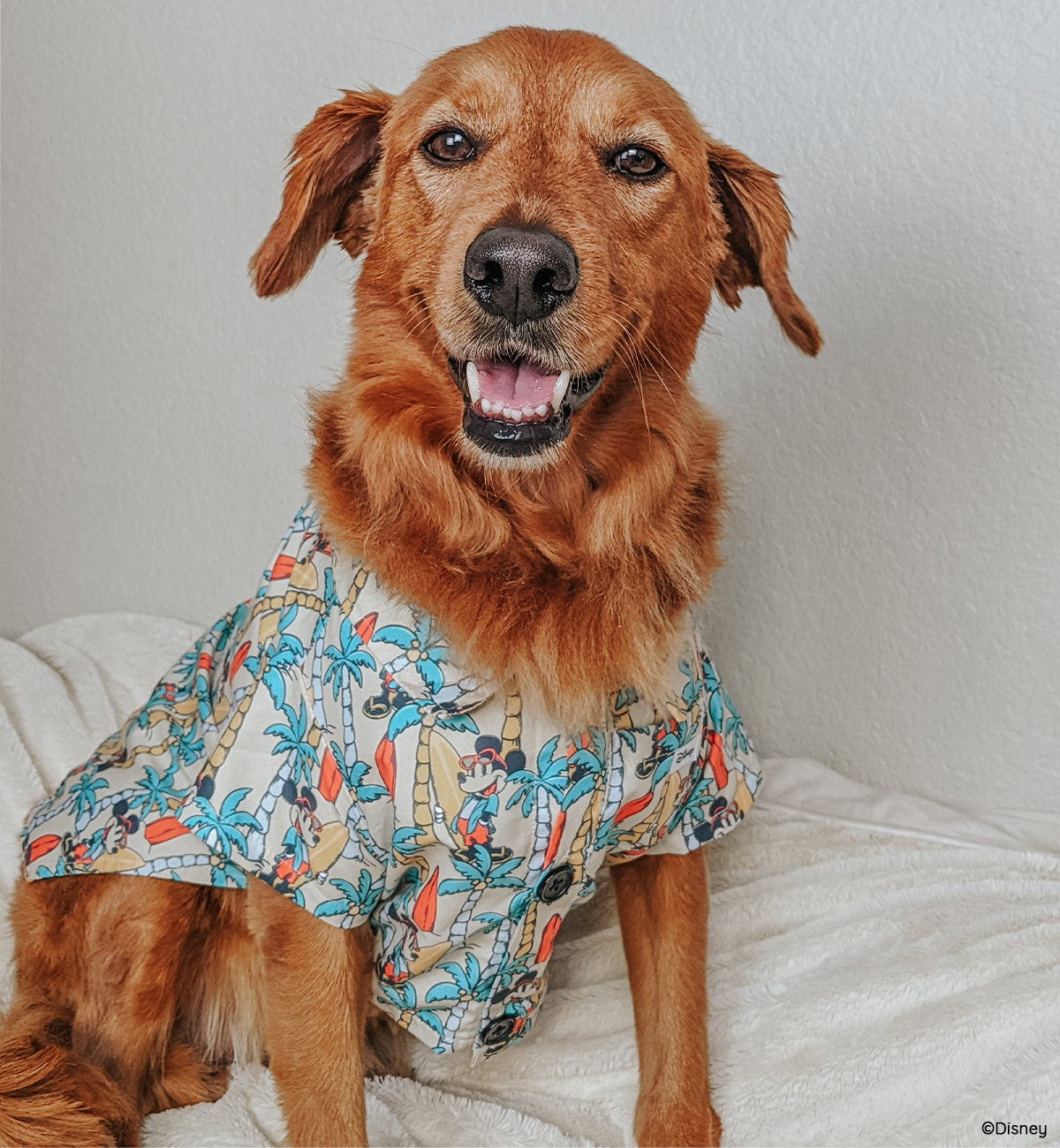 INFLUENCER_CONTENT | @CHANCE_THE_MINI_GOLDEN | SIZE  XL