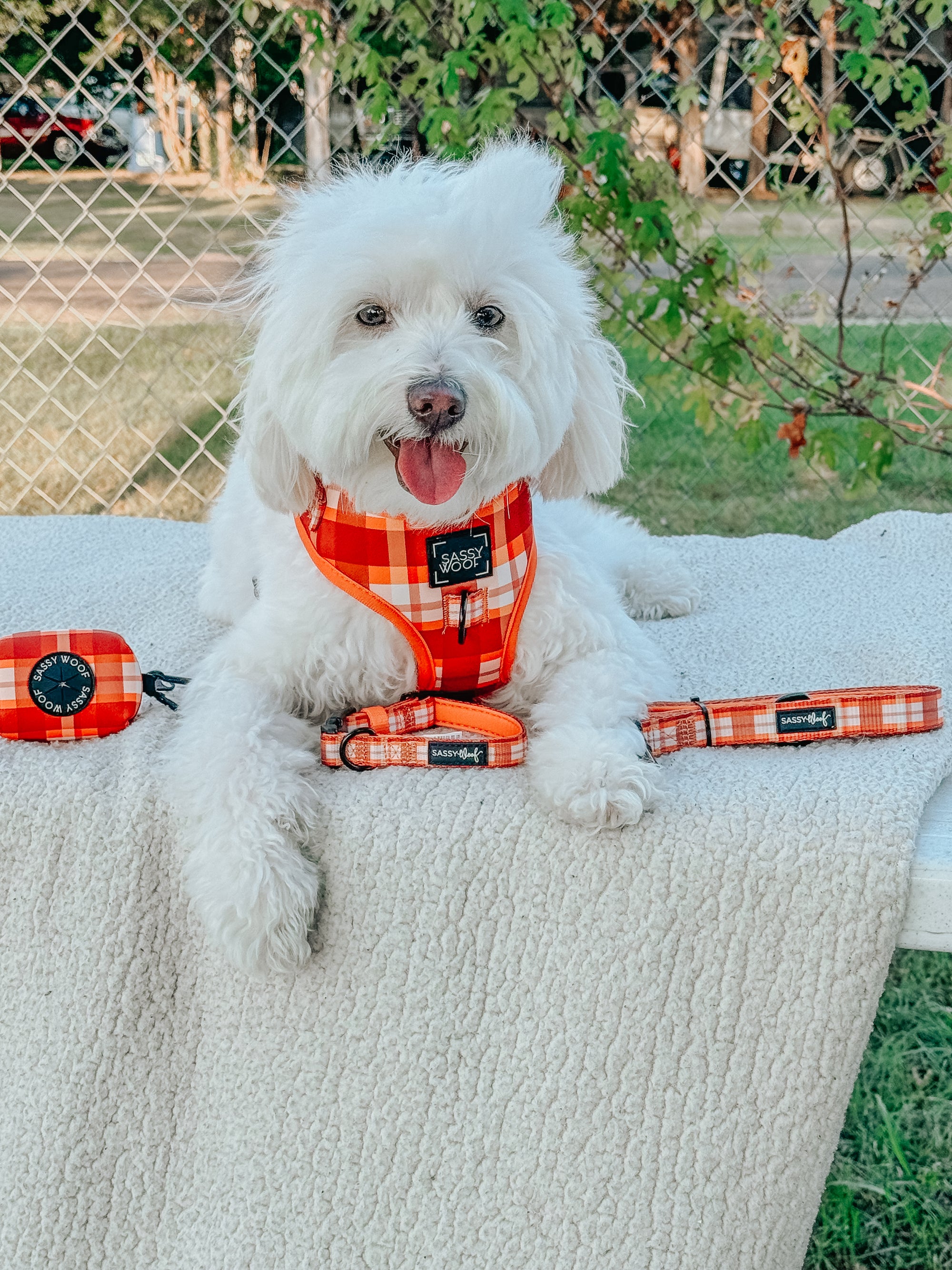 INFLUENCER_CONTENT | @CHLOE_THE_MALTIPOO22 | SIZE S & S