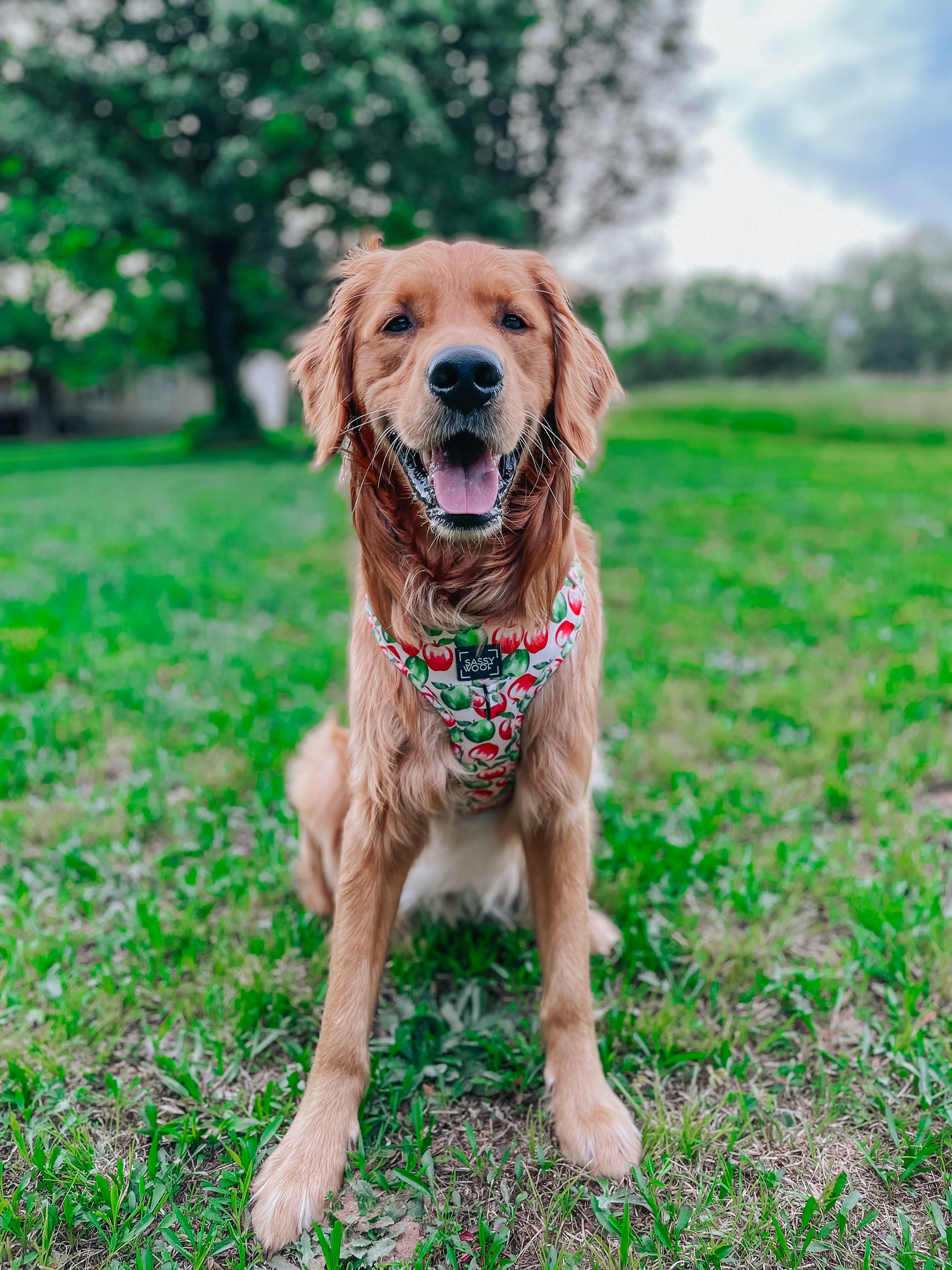 INFLUENCER_CONTENT | @COPPERTHEGOLDENPUPPER | SIZE L