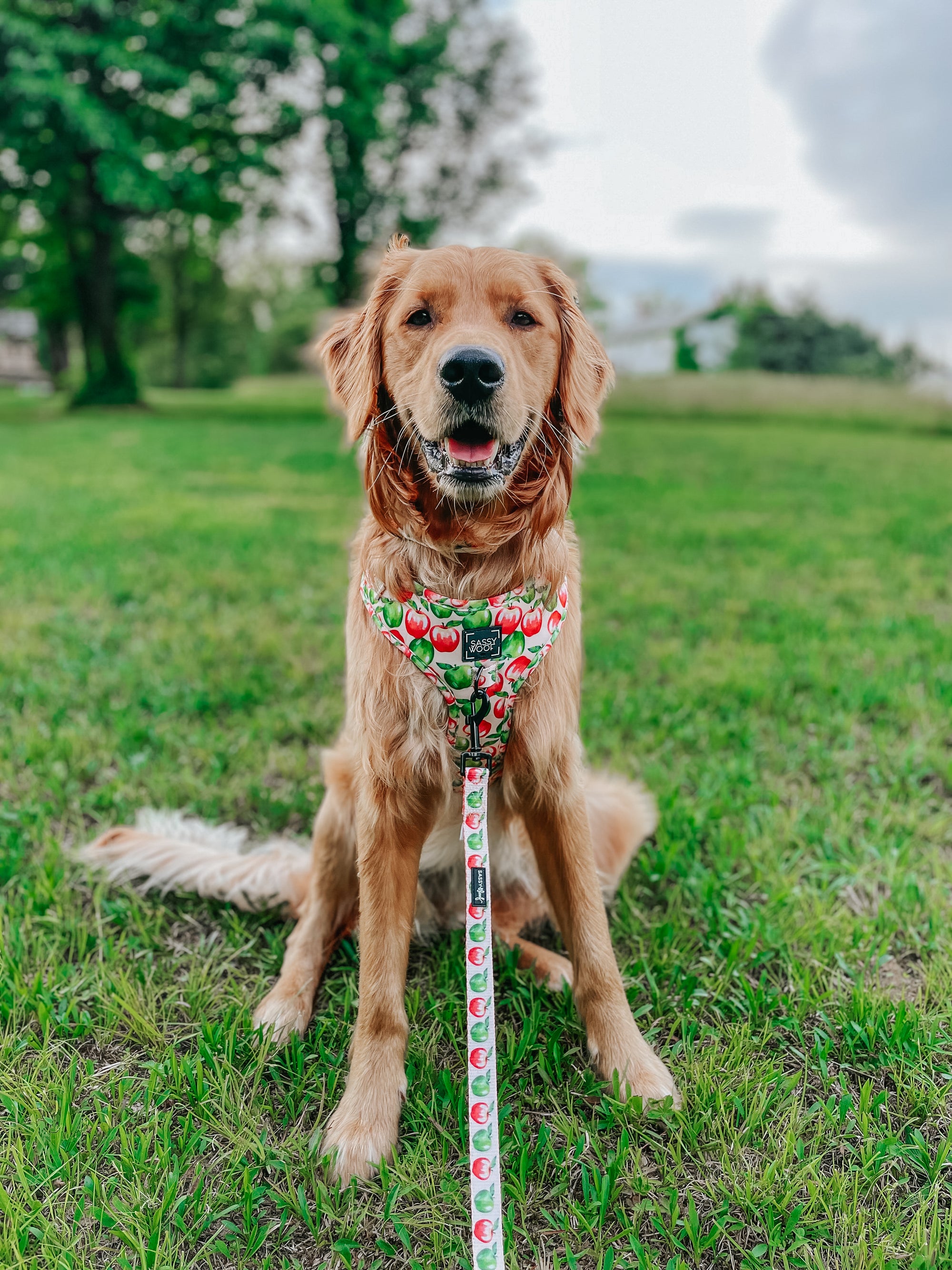 INFLUENCER_CONTENT | @COPPERTHEGOLDENPUPPER | SIZE L