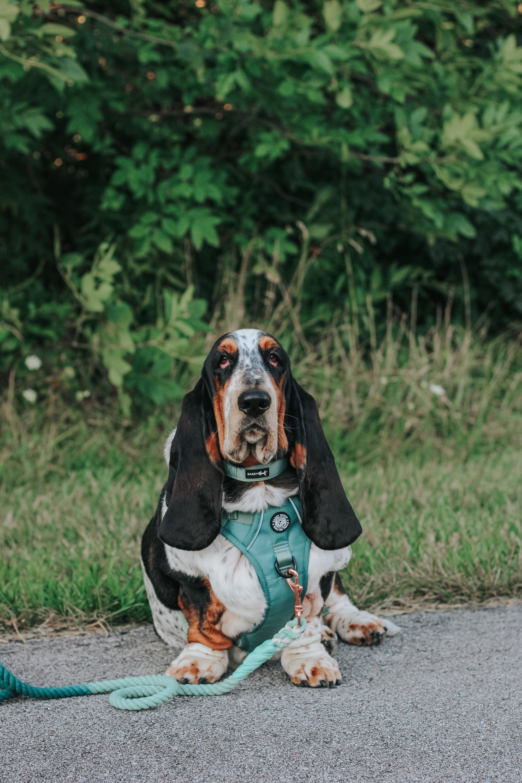 INFLUENCER_CONTENT | @DOLLY_JEAN_THE_BASSET | SIZE L & L