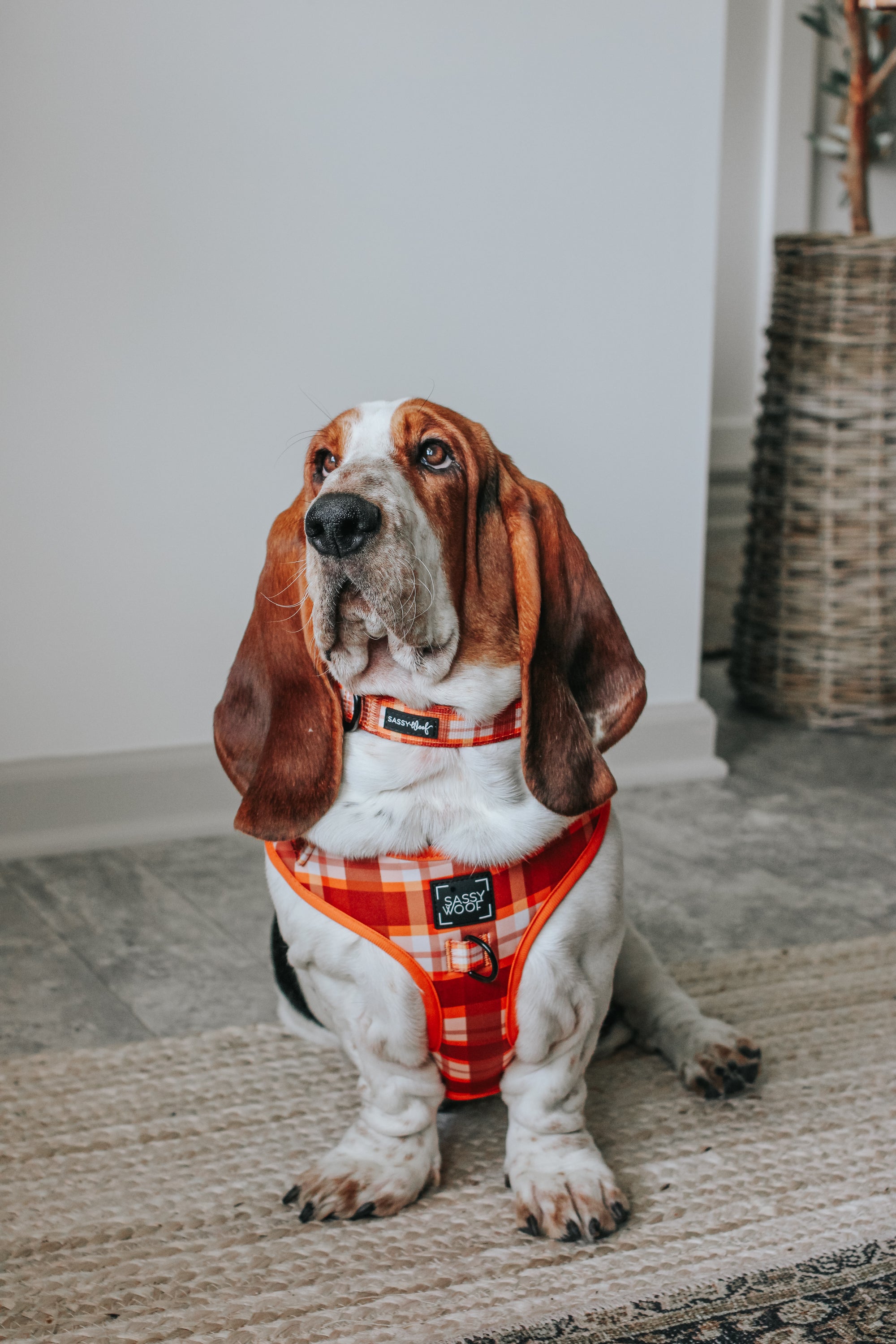 INFLUENCER_CONTENT | @DOLLY_JEAN_THE_BASSET | SIZE L