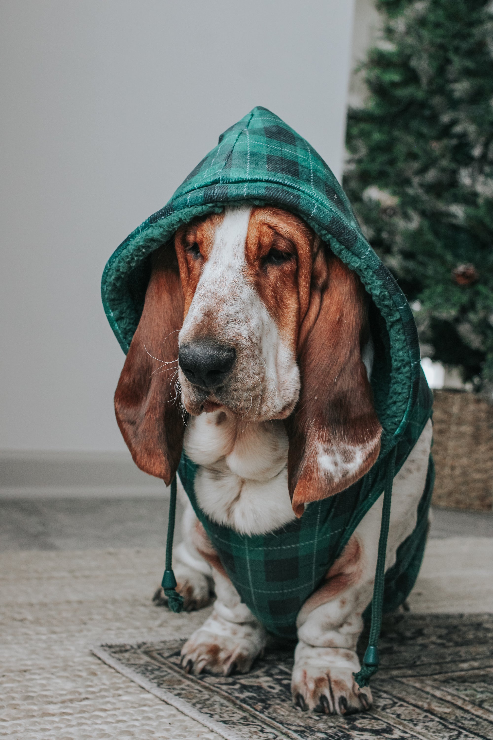 INFLUENCER_CONTENT | @DOLLY_JEAN_THE_BASSET | SIZE XXL