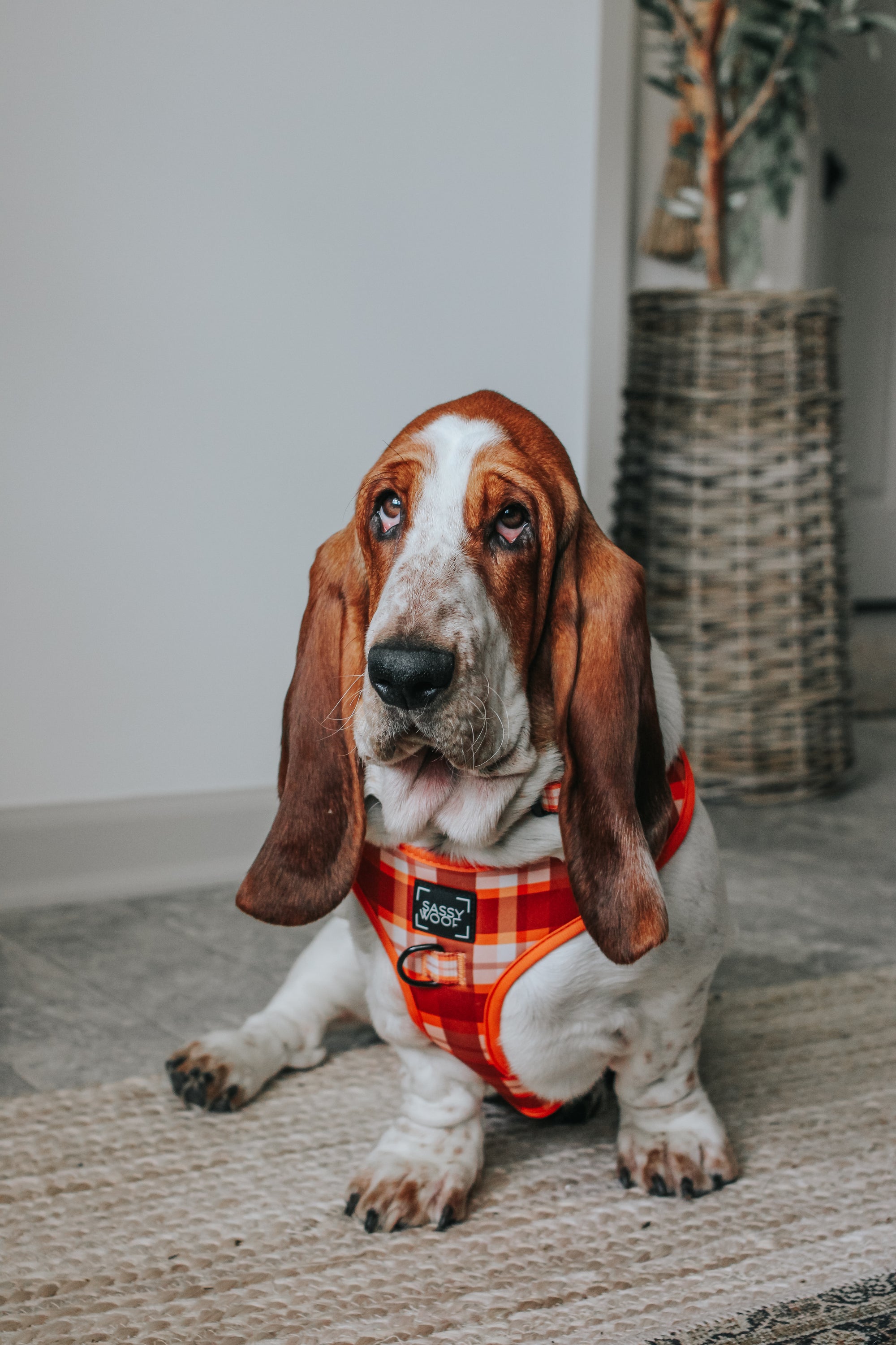 INFLUENCER_CONTENT | @DOLLY_JEAN_THE_BASSET | SIZE L