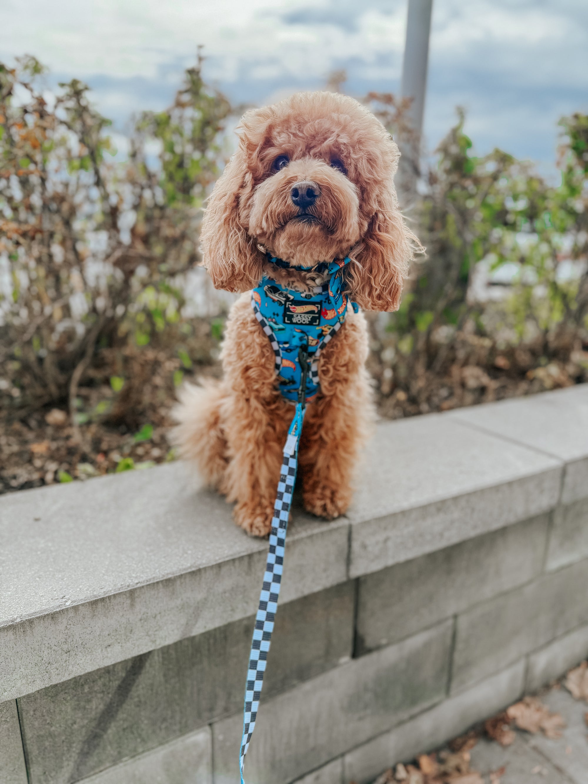 INFLUENCER_CONTENT | @GEORGI | SIZE S.THECAVAPOO