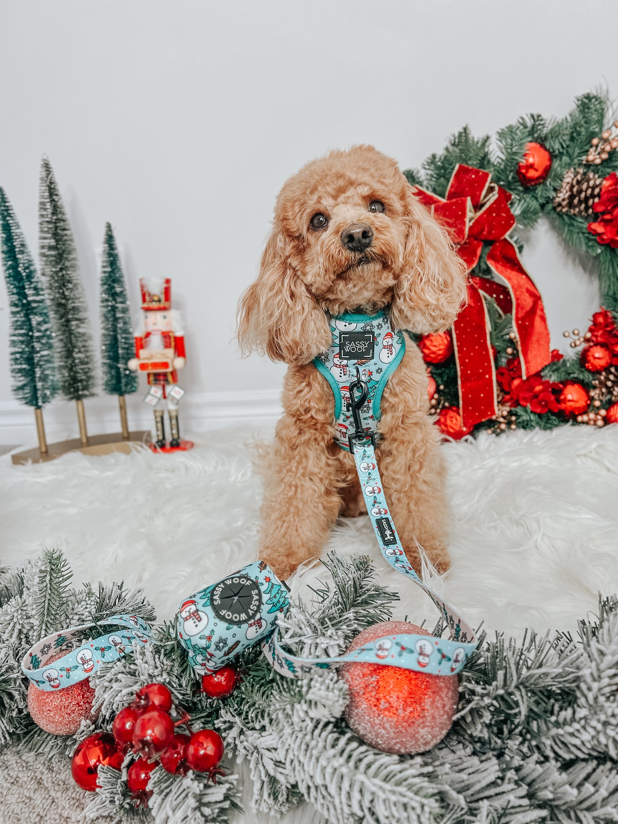 INFLUENCER_CONTENT | @GEORGIE.THECAVAPOO | SIZE XS