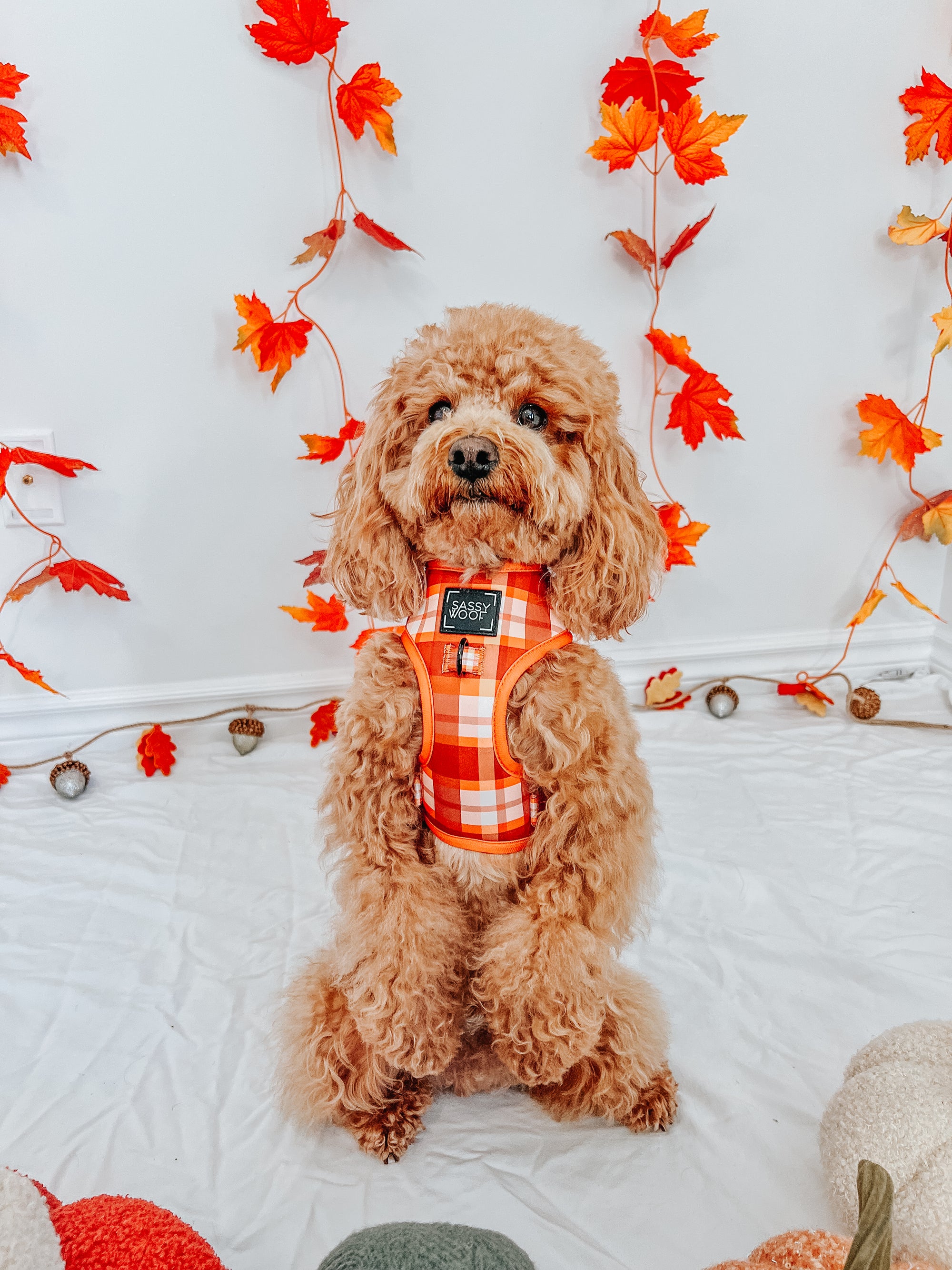 INFLUENCER_CONTENT | @GEORGIE.THECAVAPOO22 | SIZE XS