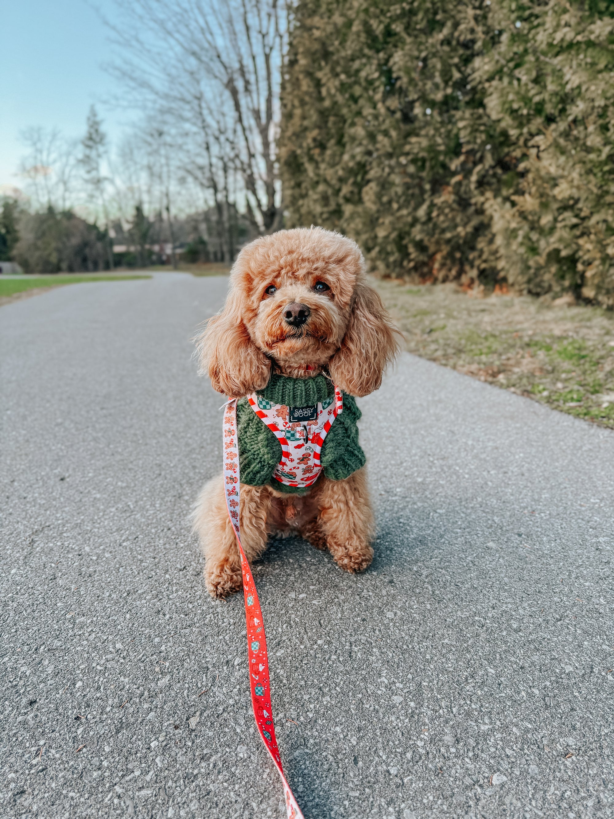 INFLUENCER_CONTENT | @GEORGIE.THECAVAPOO | SIZE XS