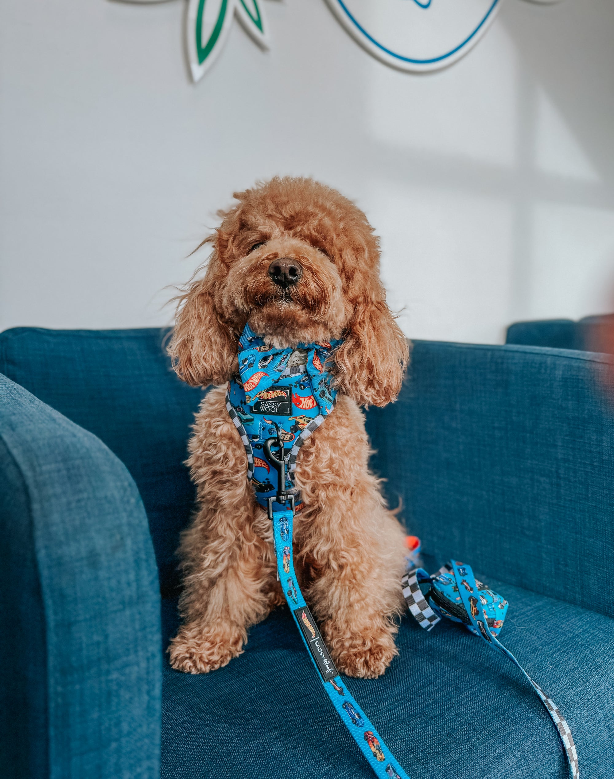 INFLUENCER_CONTENT | @GEORGIE.THECAVAPOO