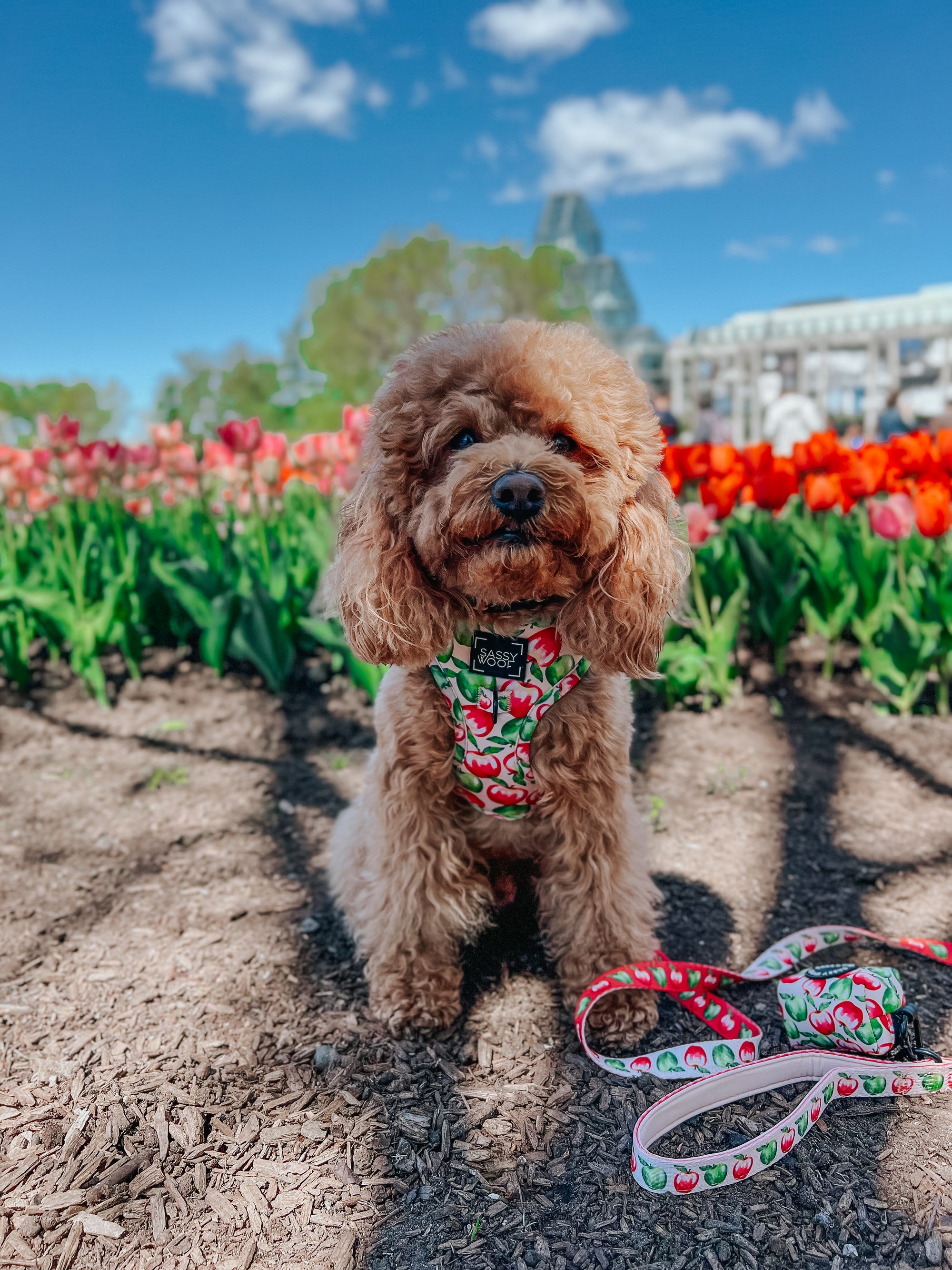 INFLUENCER_CONTENT | @GEORGIE.THECAVAPOO | SIZE XS