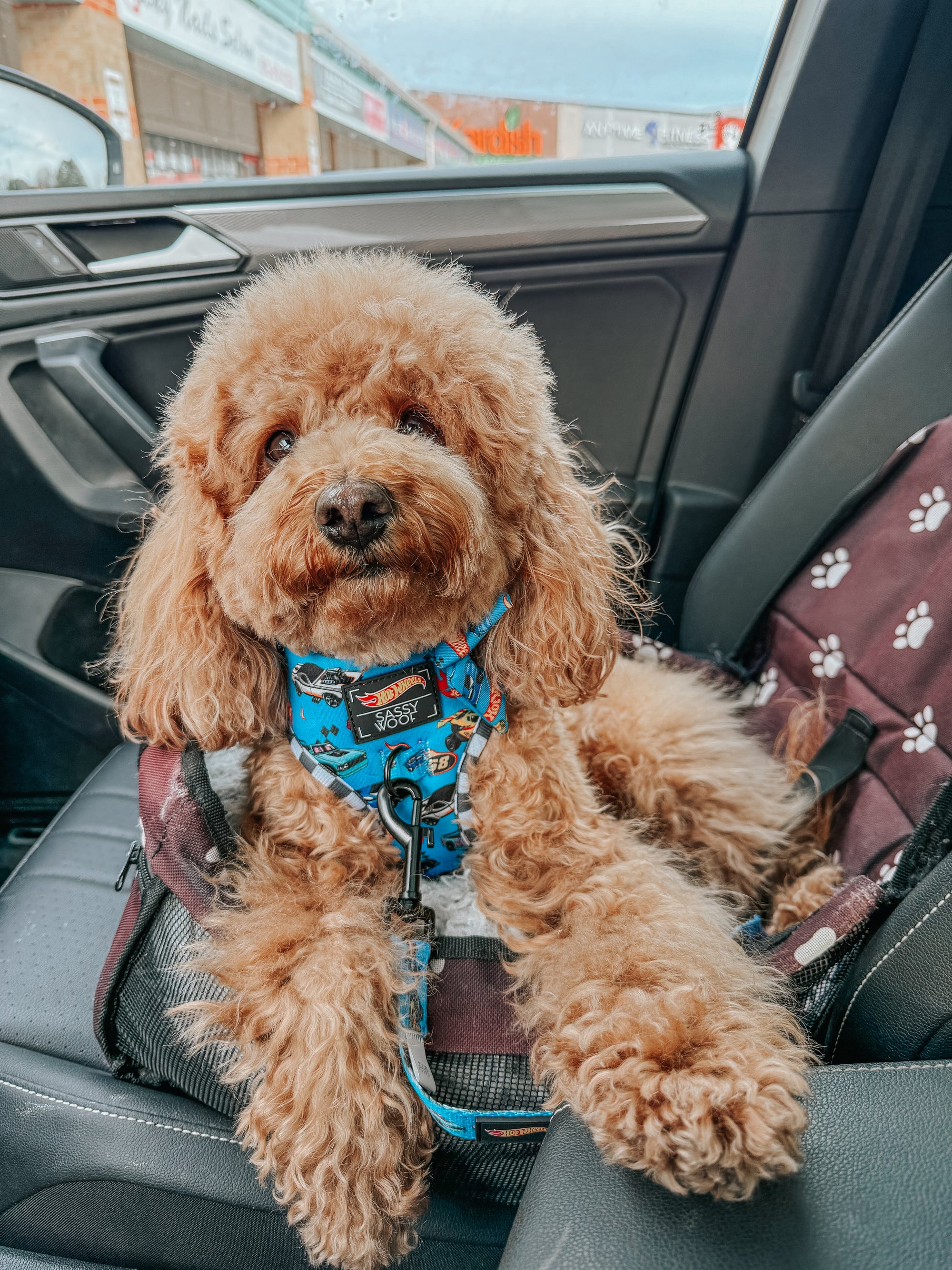 INFLUENCER_CONTENT | @GEORGIE.THECAVAPOO | SIZE S & XS