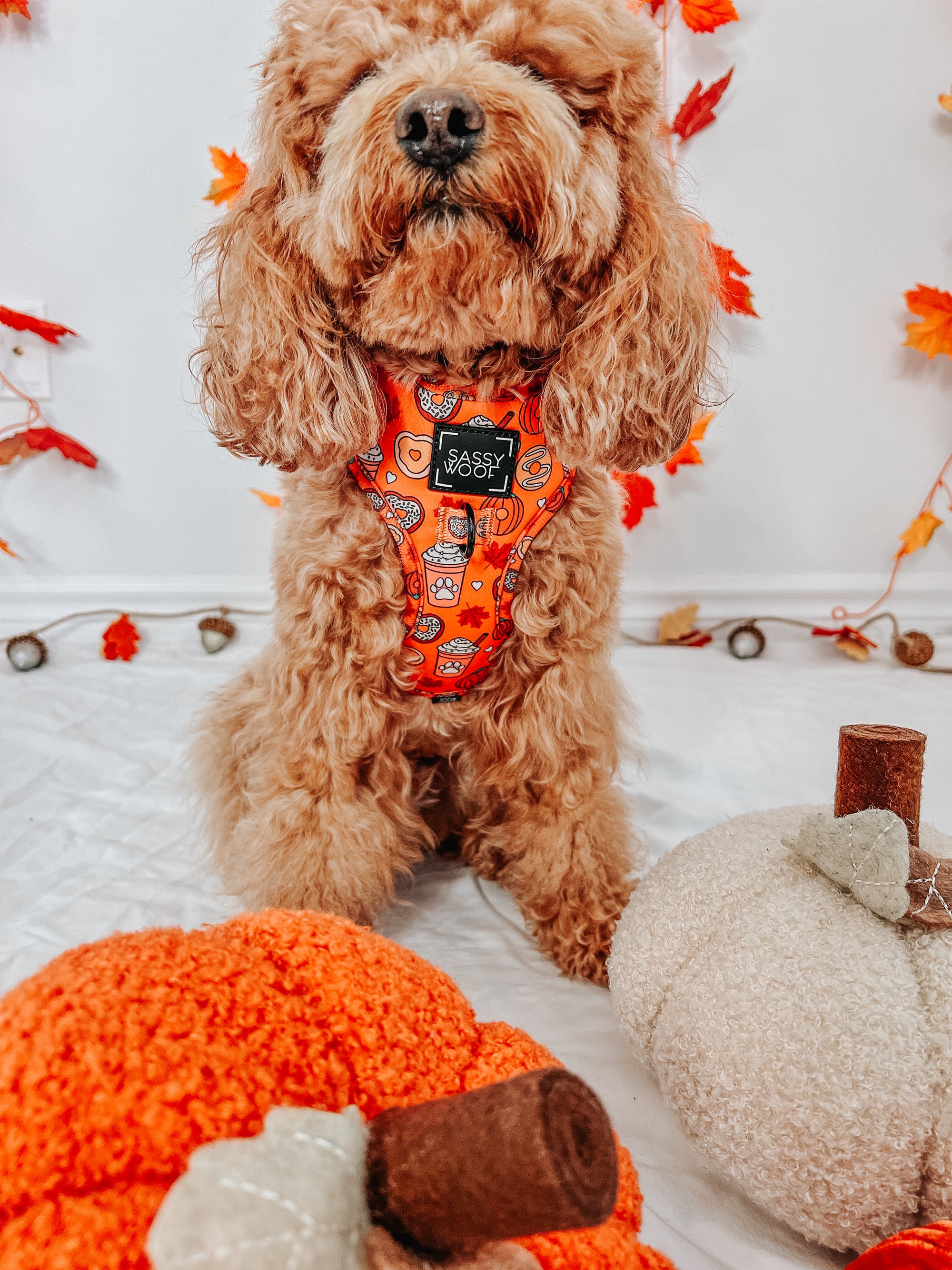 INFLUENCER_CONTENT | @GEORGIE.THECAVAPOO | SIZE XS