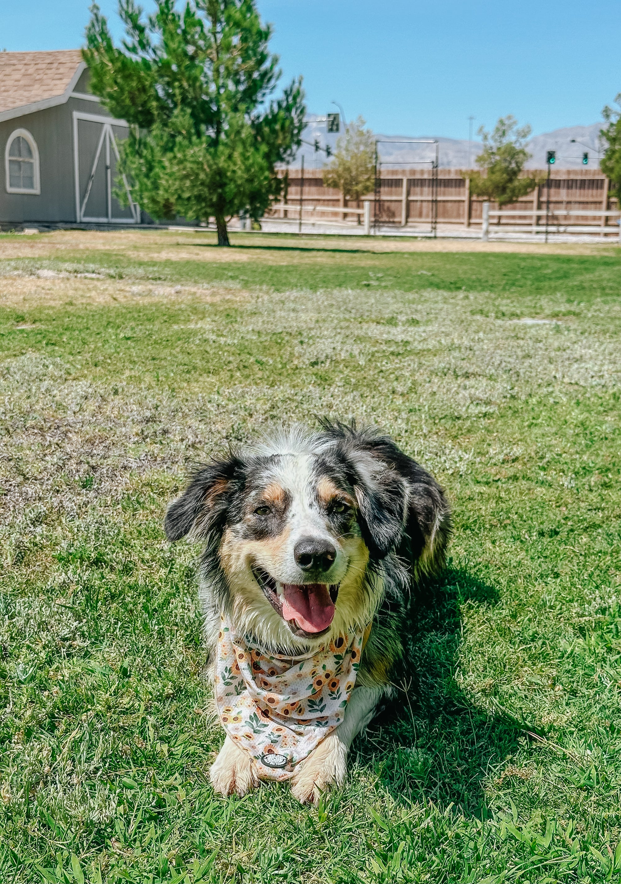 INFLUENCER_CONTENT | @HAZL_THEBORDERCOLLIE_LV | SIZE L