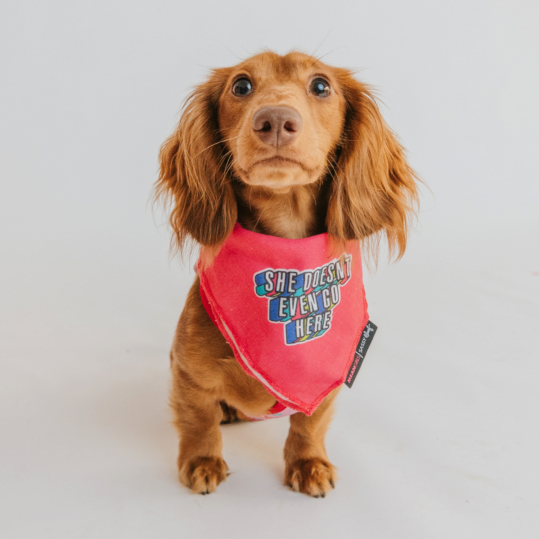 Dog Bandana - Mean Girls™ She Doesn't Even Go Here