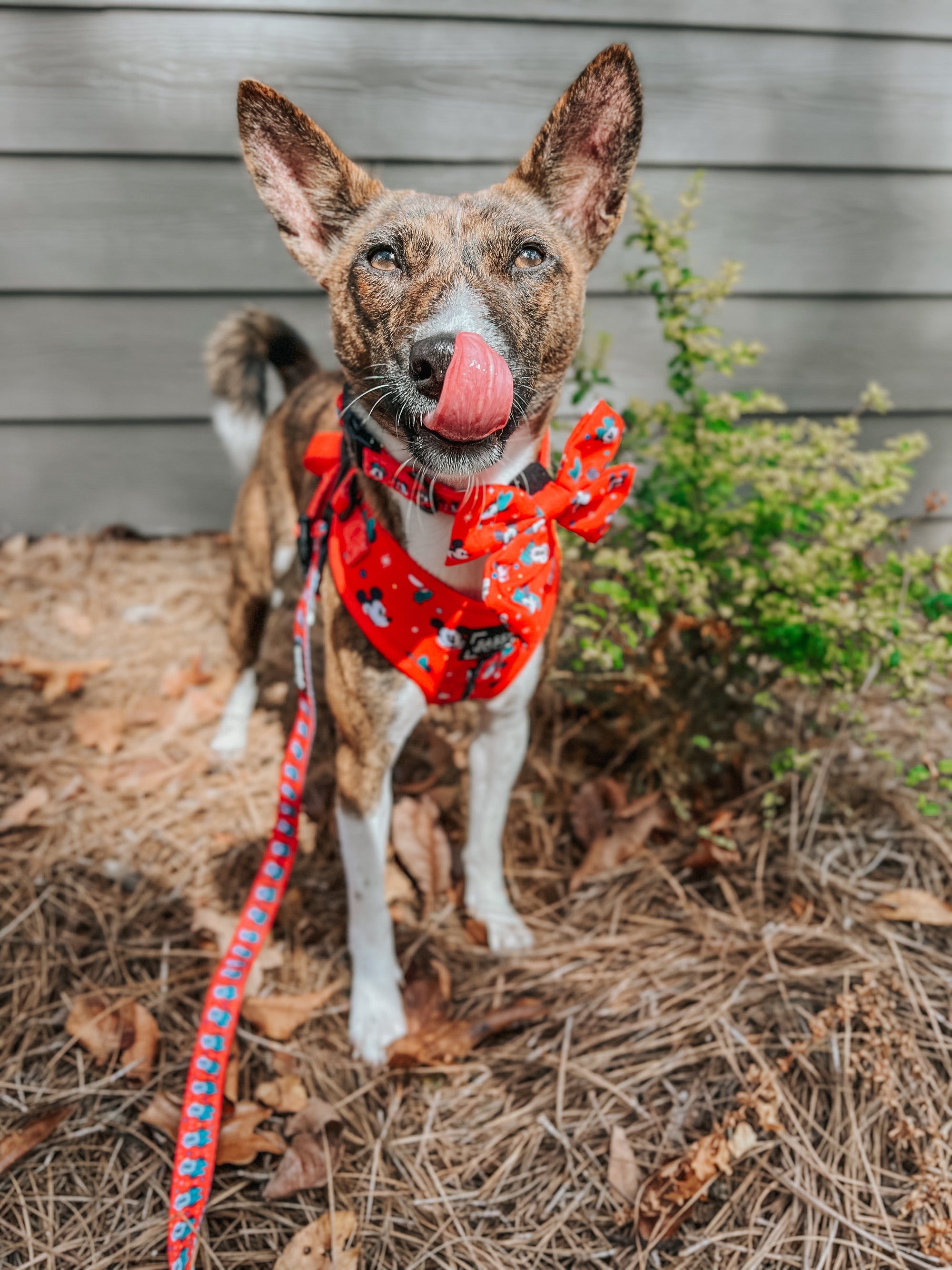 INFLUENCER_CONTENT | @KATANA.THE.BASENJI | SIZE S