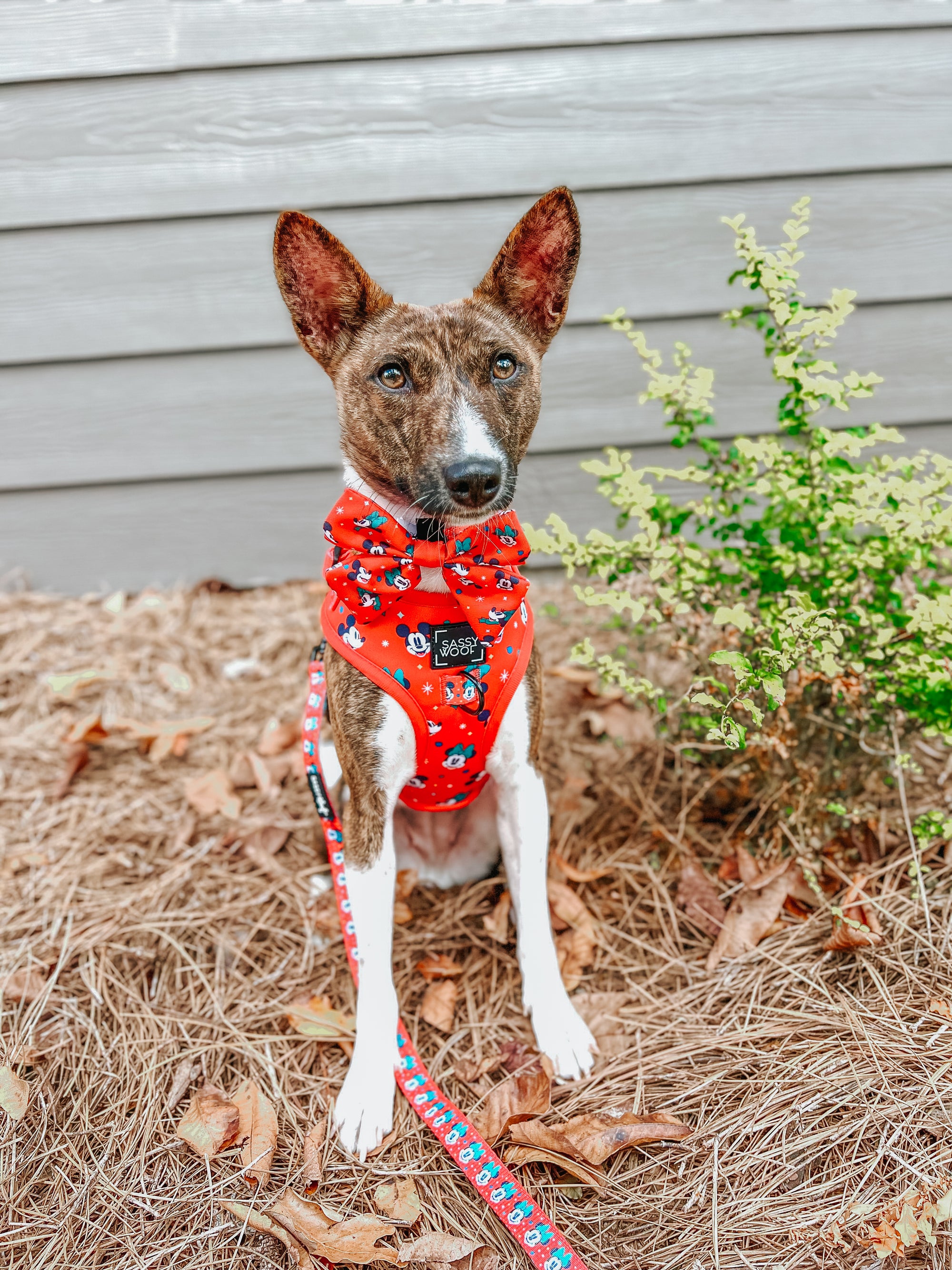 INFLUENCER_CONTENT | @KATANA.THE.BASENJI | SIZE S & S