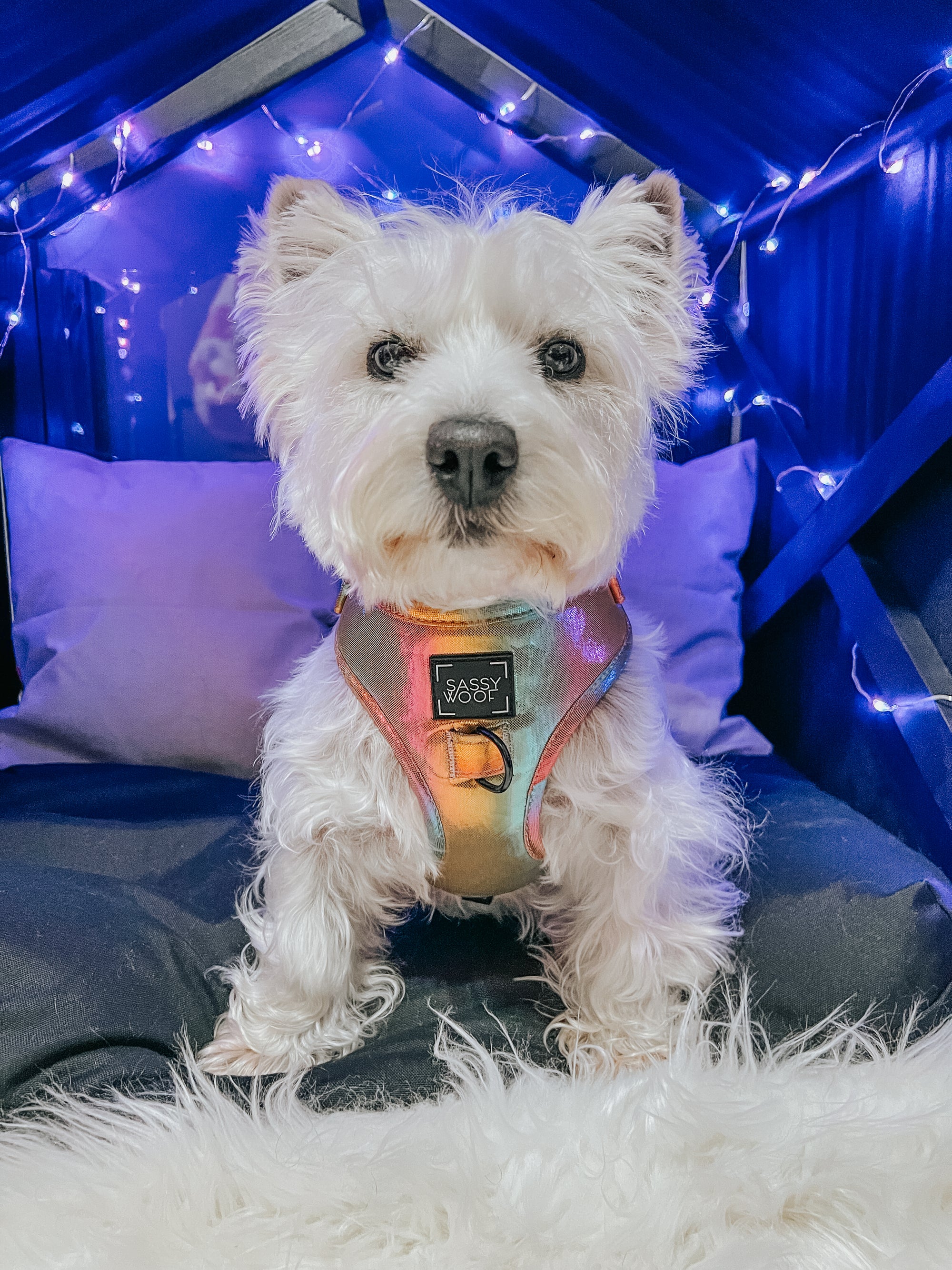 INFLUENCER_CONTENT | @LACEY.THE.WESTIE | SIZE S