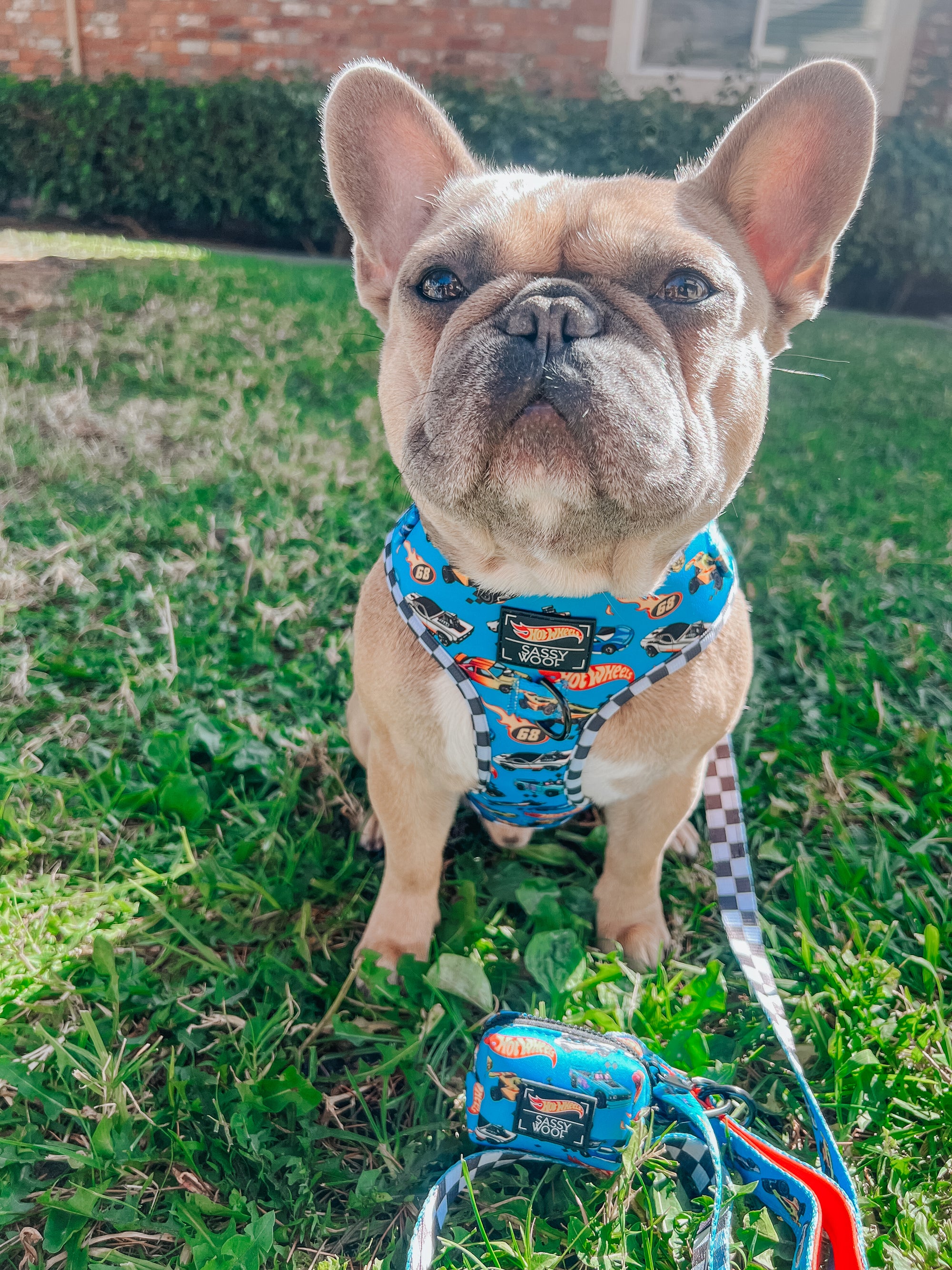 INFLUENCER_CONTENT | @LEOTHEFRENCHIE_1 | SIZE M 