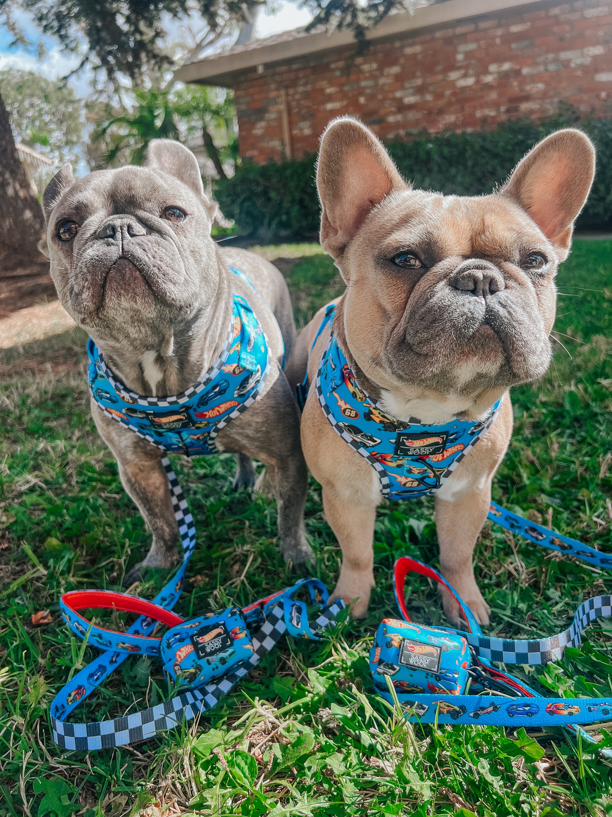 INFLUENCER_CONTENT | @LEOTHEFRENCHIE_1 | SIZE M & M