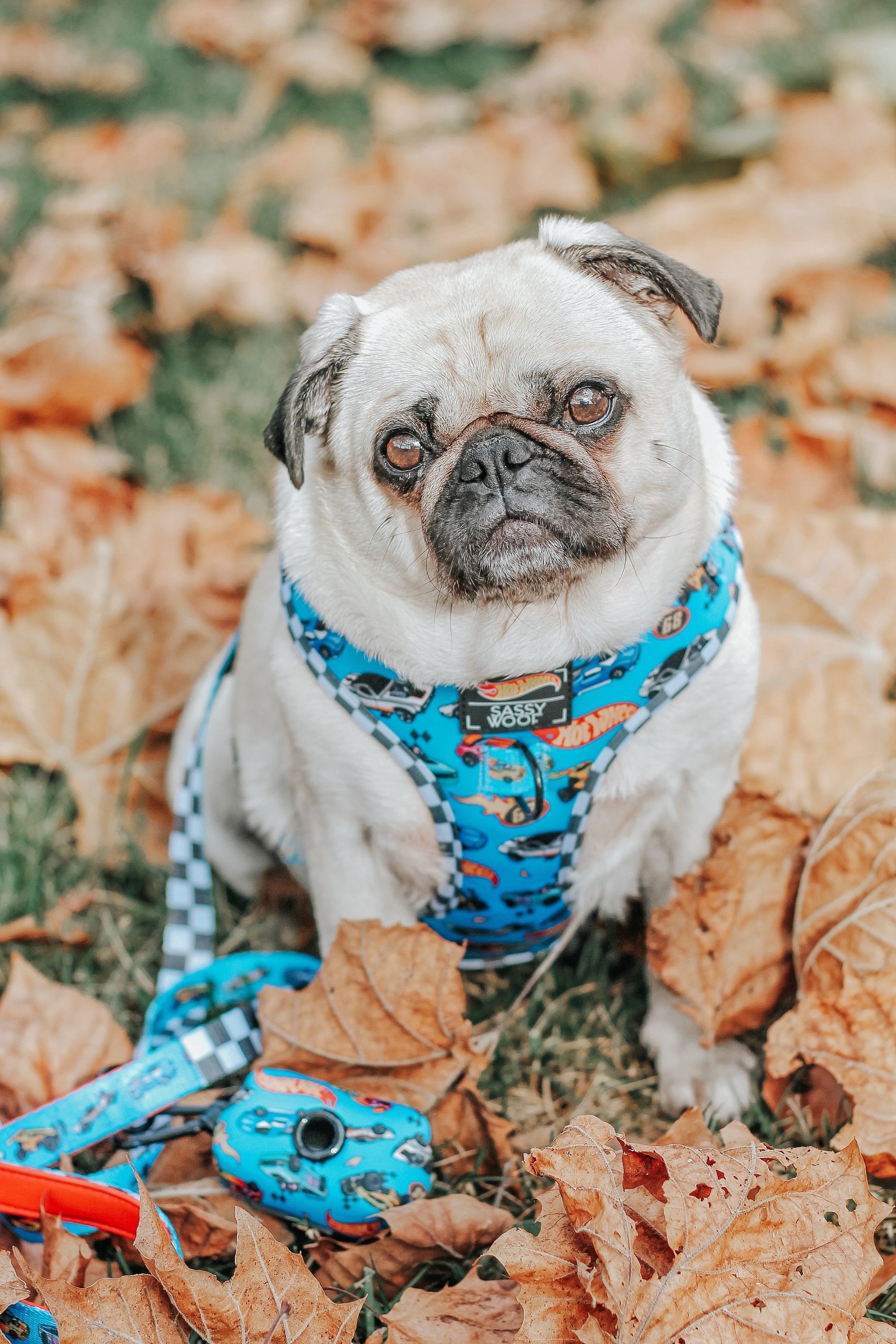 INFLUENCER_CONTENT | @LITTLEMISSYTHEPUG | SIZE M & M