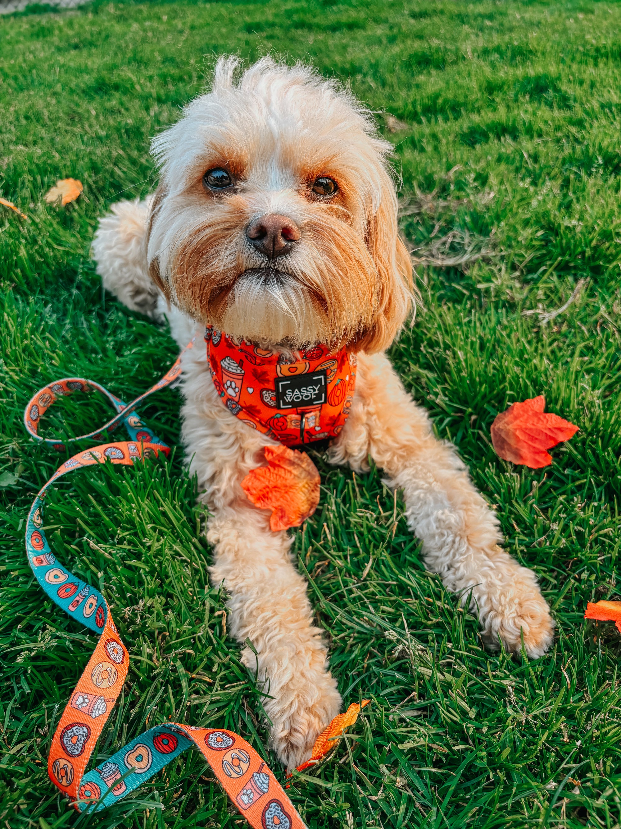 INFLUENCER_CONTENT | @LOVELUNA.CAVAPOO