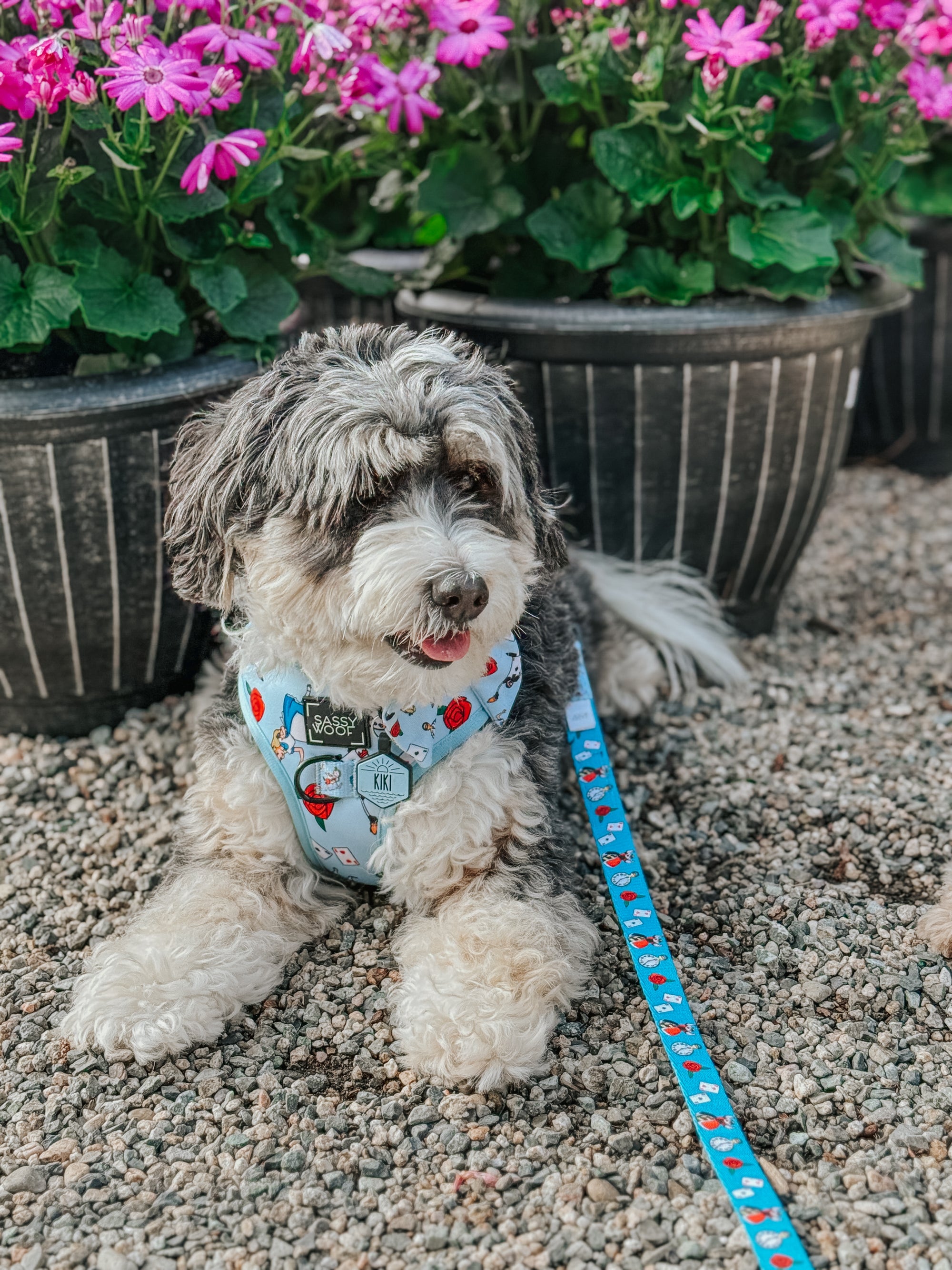 INFLUENCER_CONTENT | @MALTIPOO.KONA | SIZE M & M