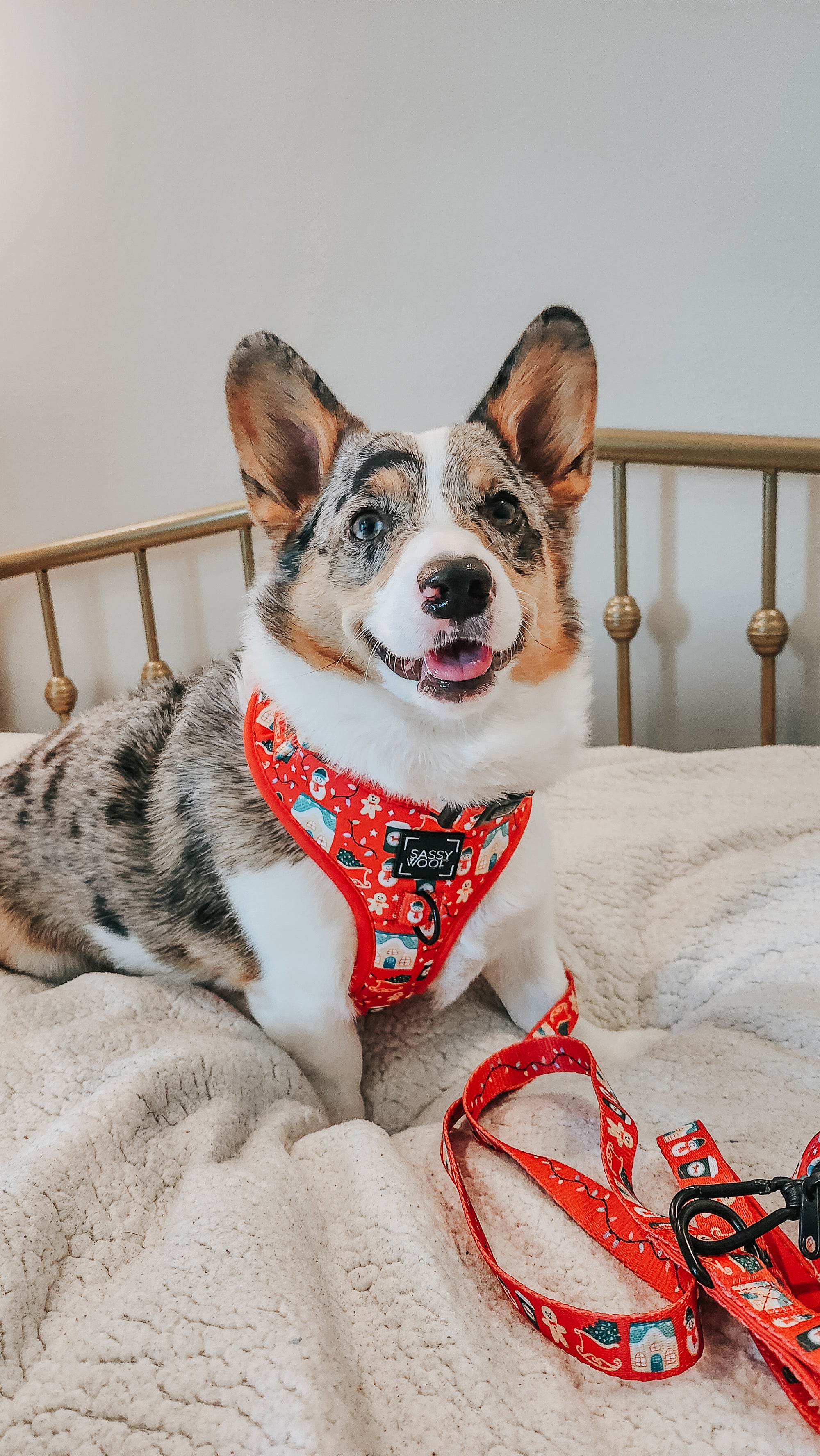 INFLUENCER_CONTENT | @PETUNIAJUNE_CORGI