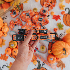 Dog Collar - Pupkin Donuts