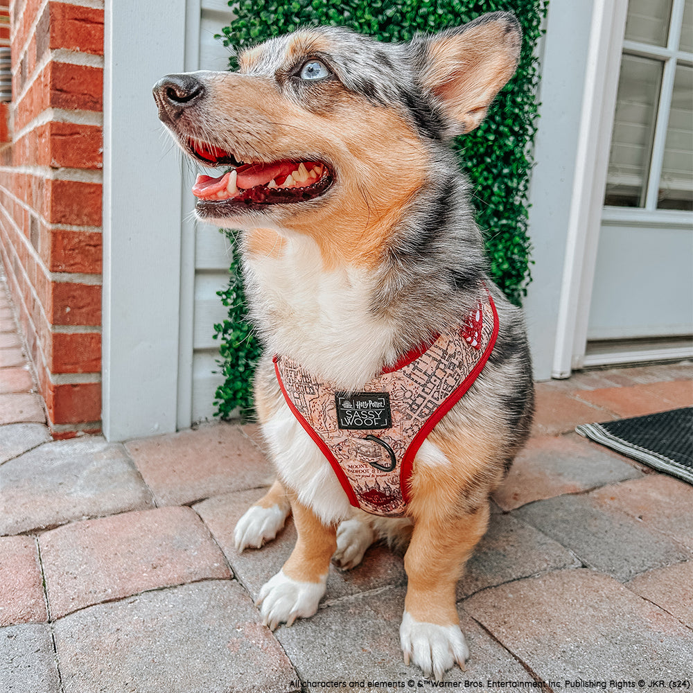 INFLUENCER_CONTENT | @STORMY_CORGI | SIZE M & M