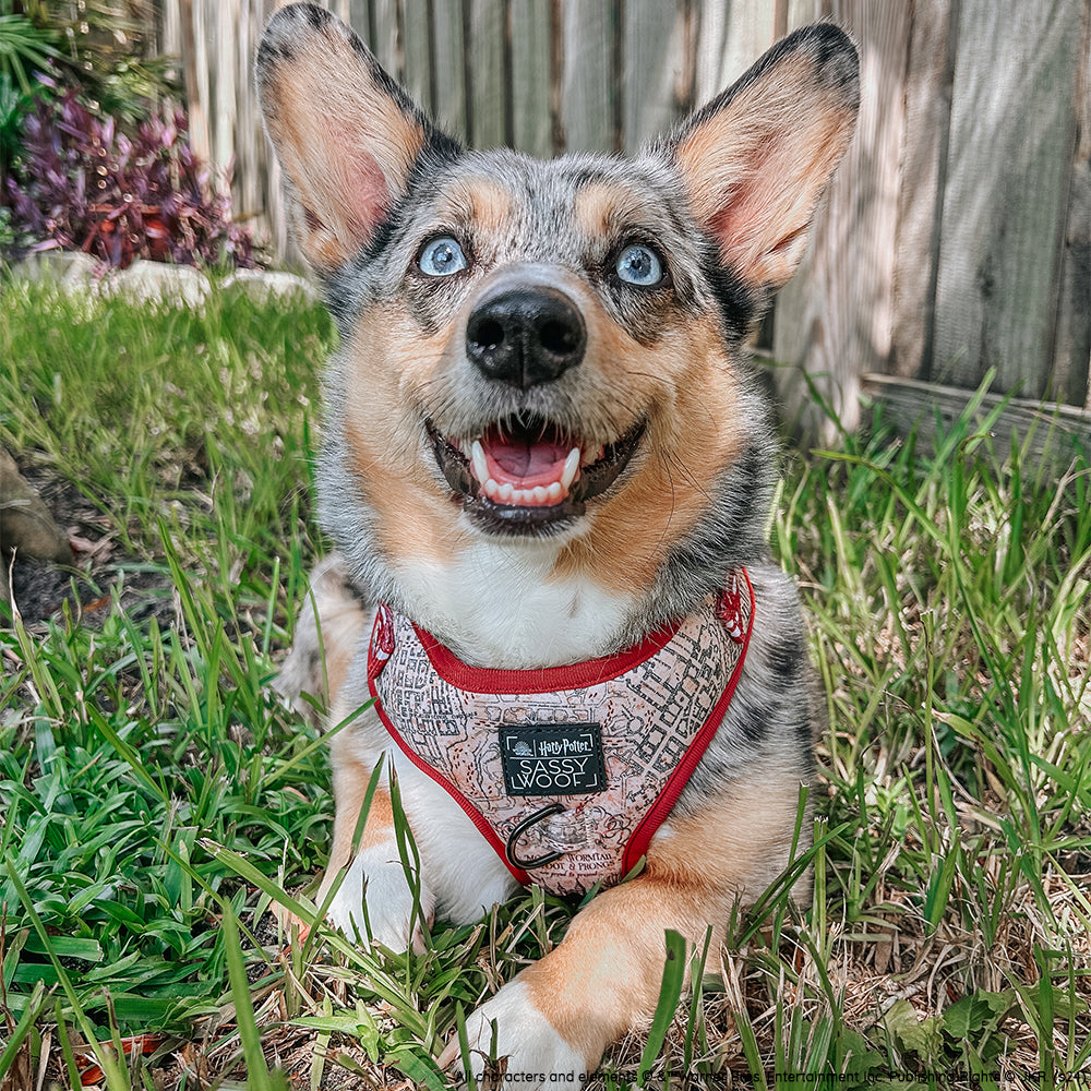 INFLUENCER_CONTENT | @STORMY_CORGI | SIZE M 