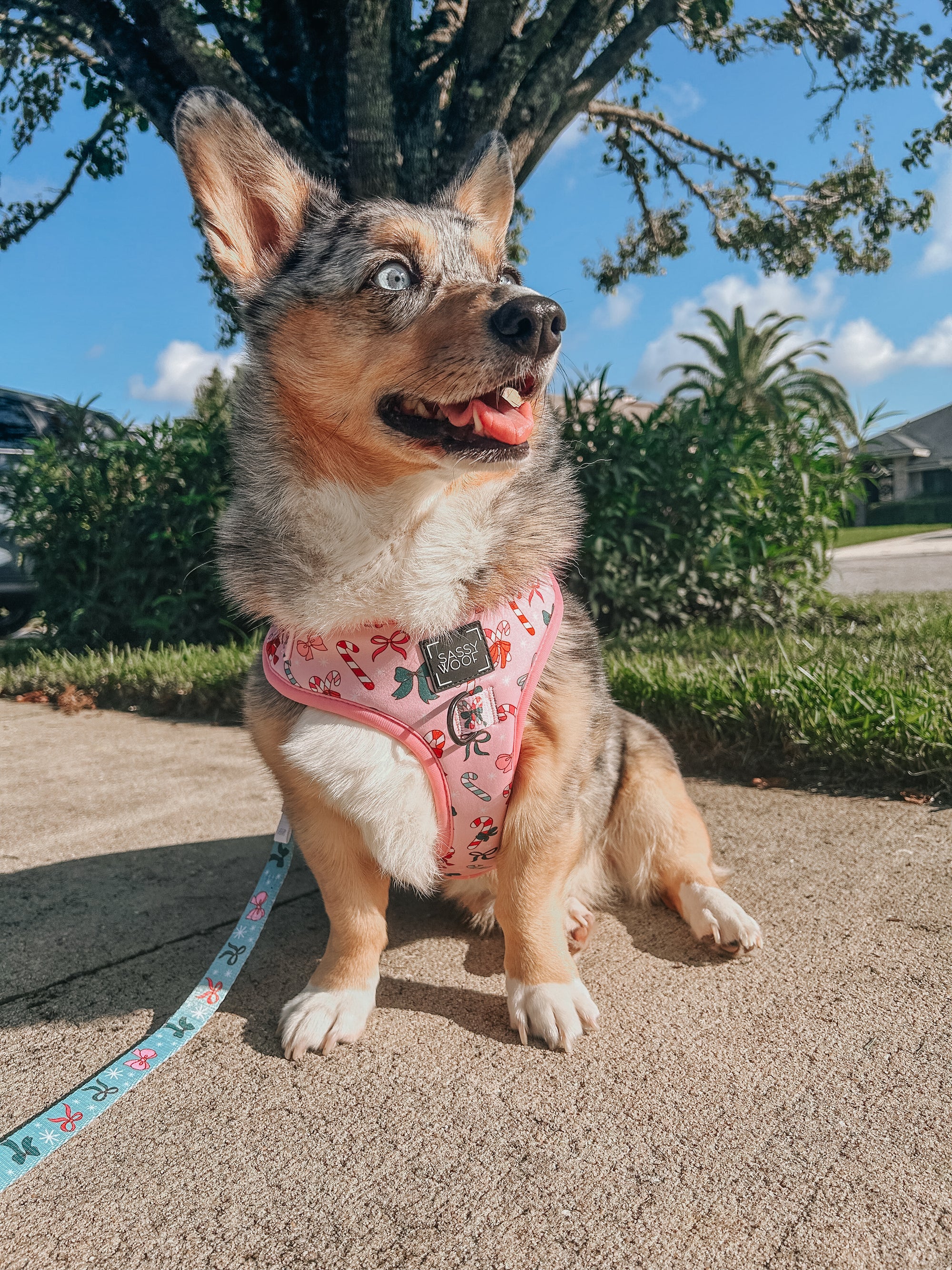 INFLUENCER_CONTENT | @STORMY_CORGI | SIZE M & M