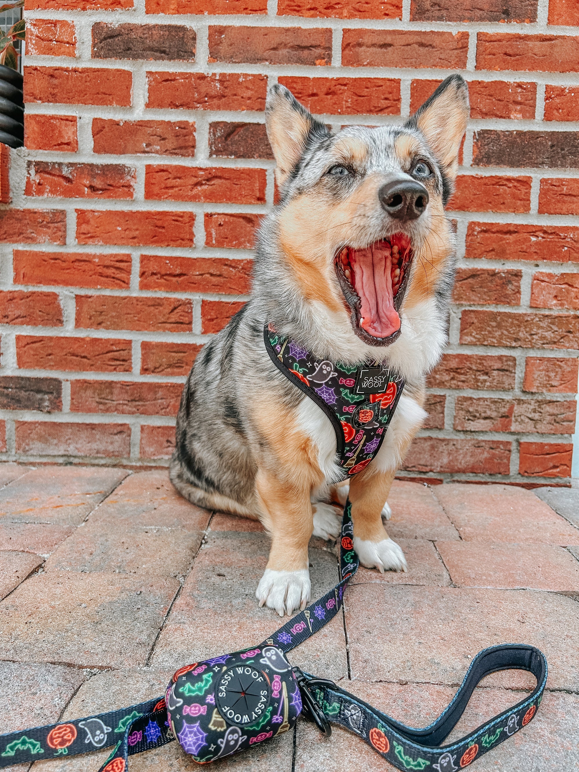 INFLUENCER_CONTENT | @STORMY_CORGI | SIZE M