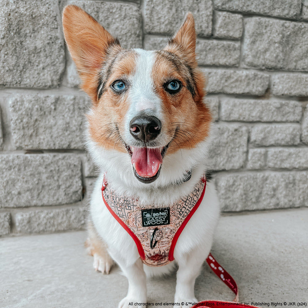 INFLUENCER_CONTENT | @WAFFLE.THE.WIGGLEBUTT