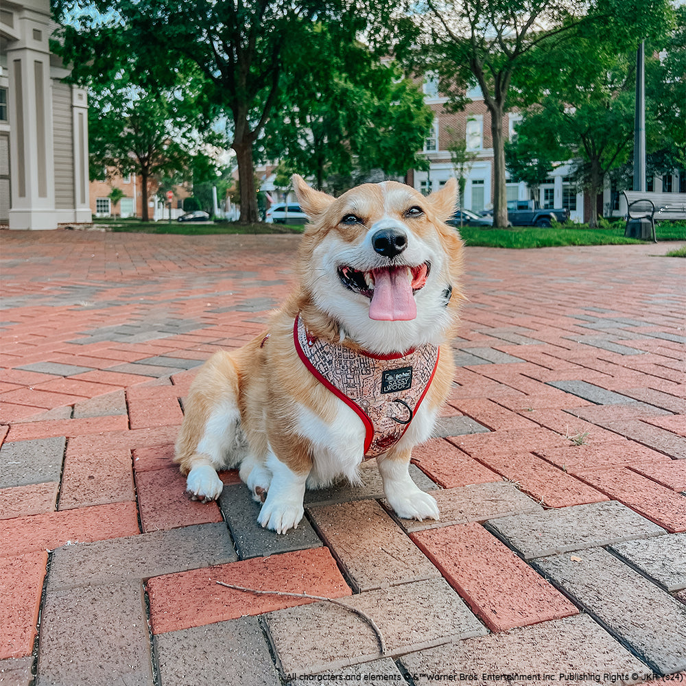 INFLUENCER_CONTENT | @WAFFLE.THE.WIGGLEBUTT | SIZE L