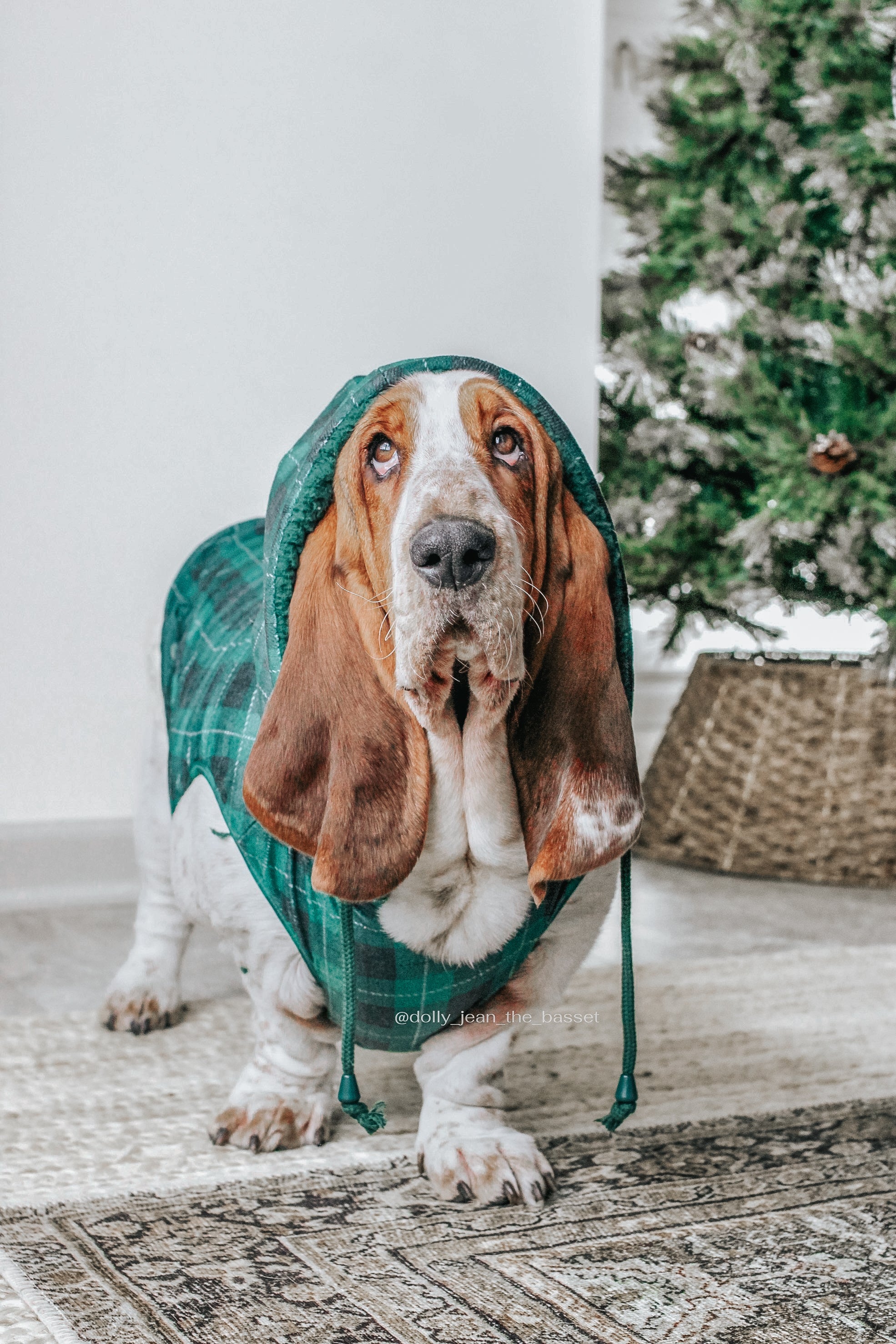 INFLUENCER_CONTENT | @DOLLY_JEAN_THE_BASSET | SIZE XXL