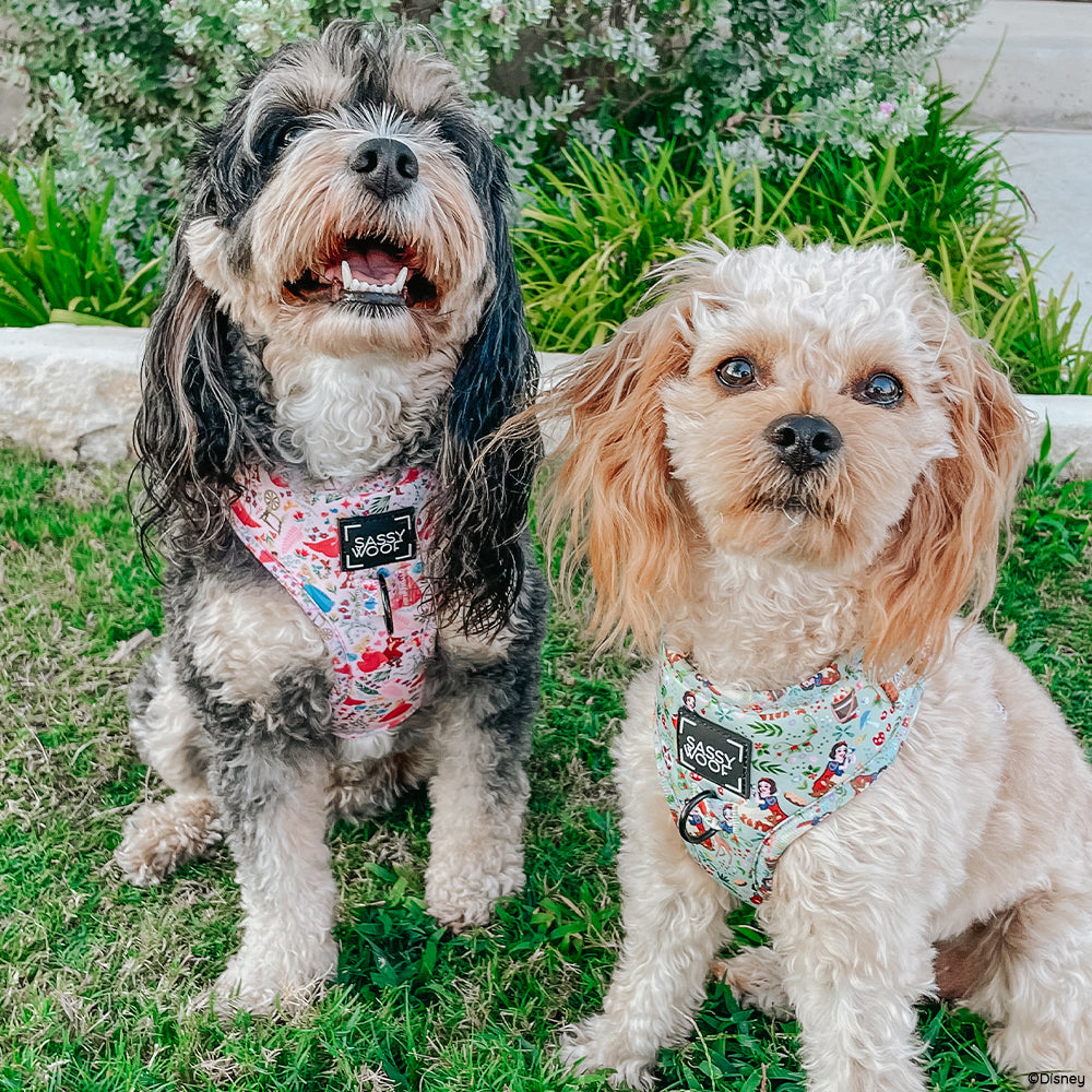 INFLUENCER_CONTENT | @LADYBIRDTHECAVAPOO | @SIZE XS