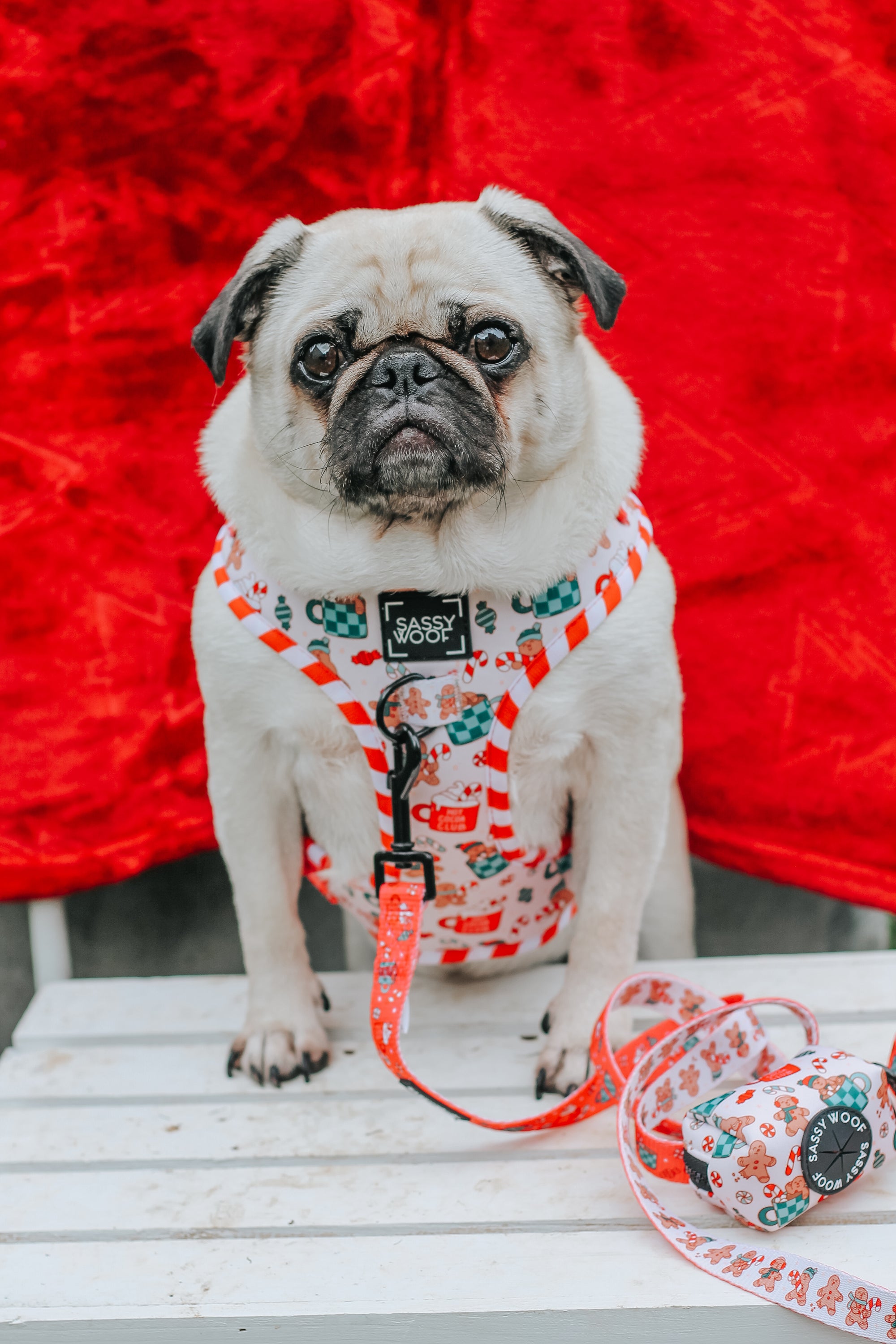 INFLUENCER_CONTENT | @LITTLEMISSYTHEPUG | SIZE S