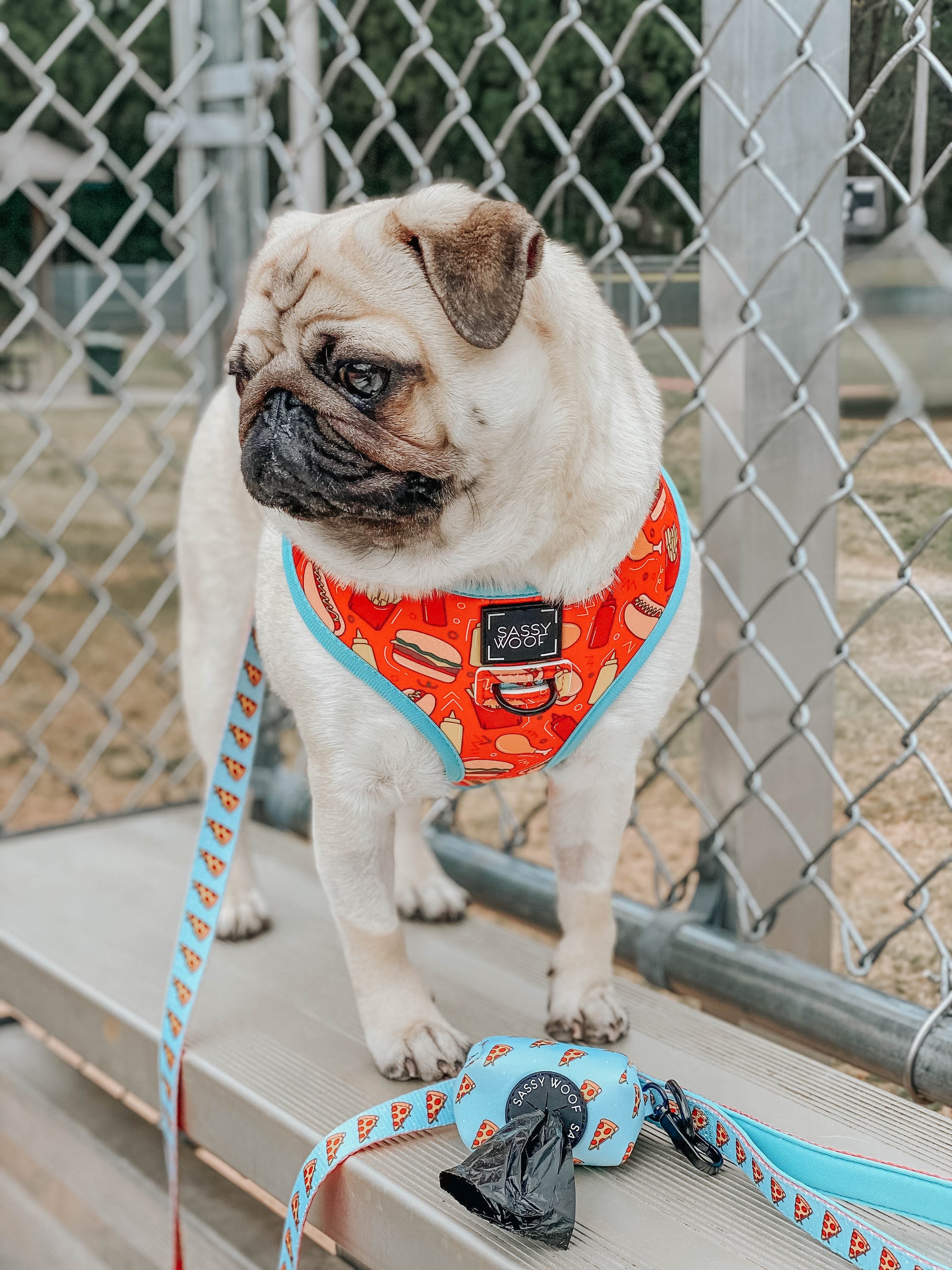 INFLUENCER_CONTENT | @ATOASTYPUG