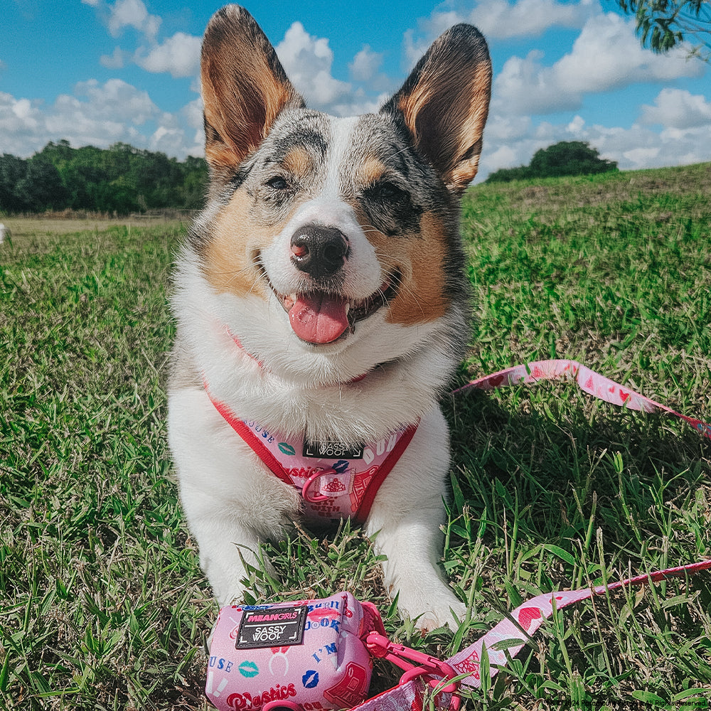 INFLUENCER_CONTENT | @PETUNIAJUNECORGI