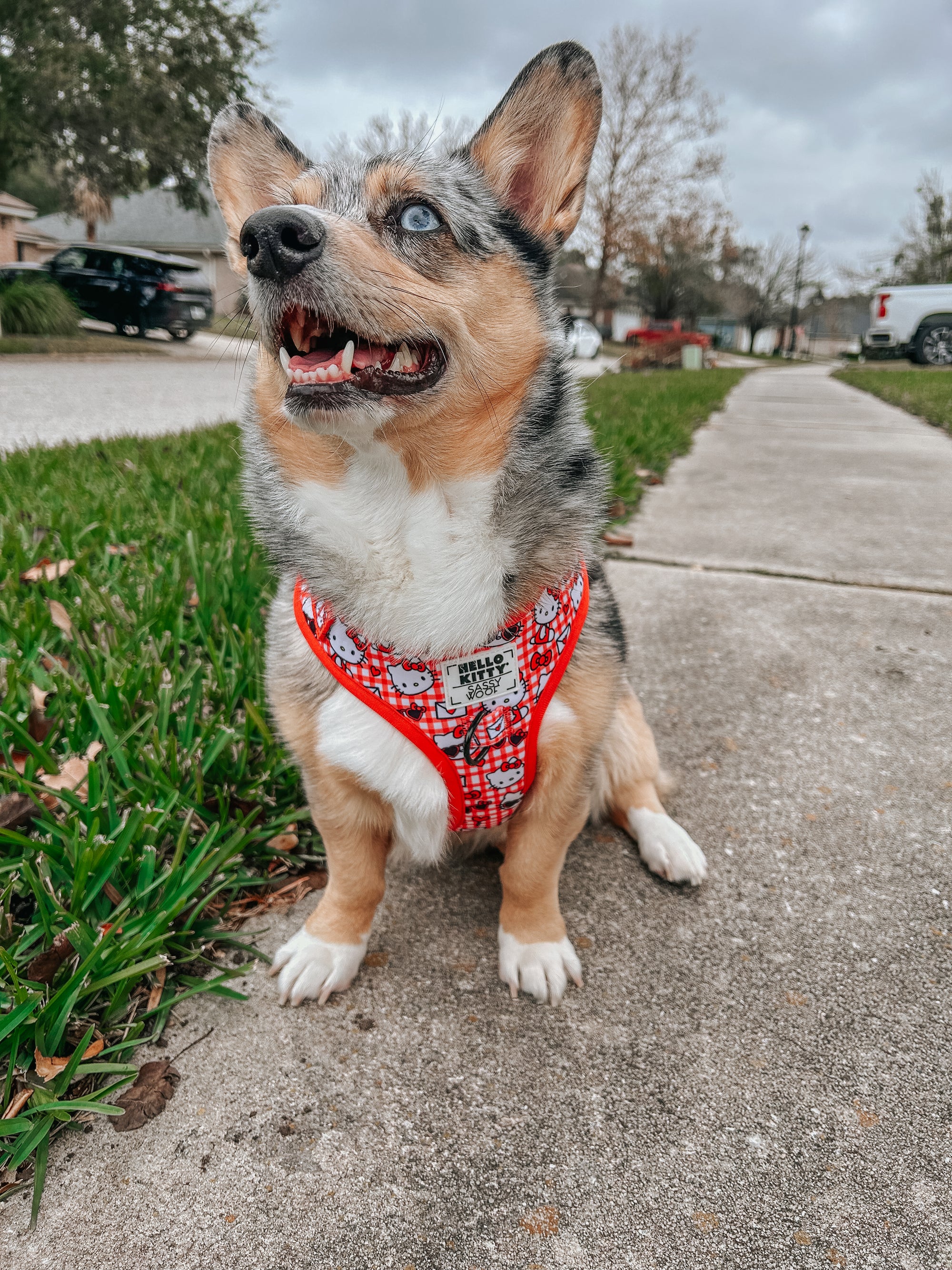 INFLUENCER_CONTENT | @STORMY_CORGI | SIZE M