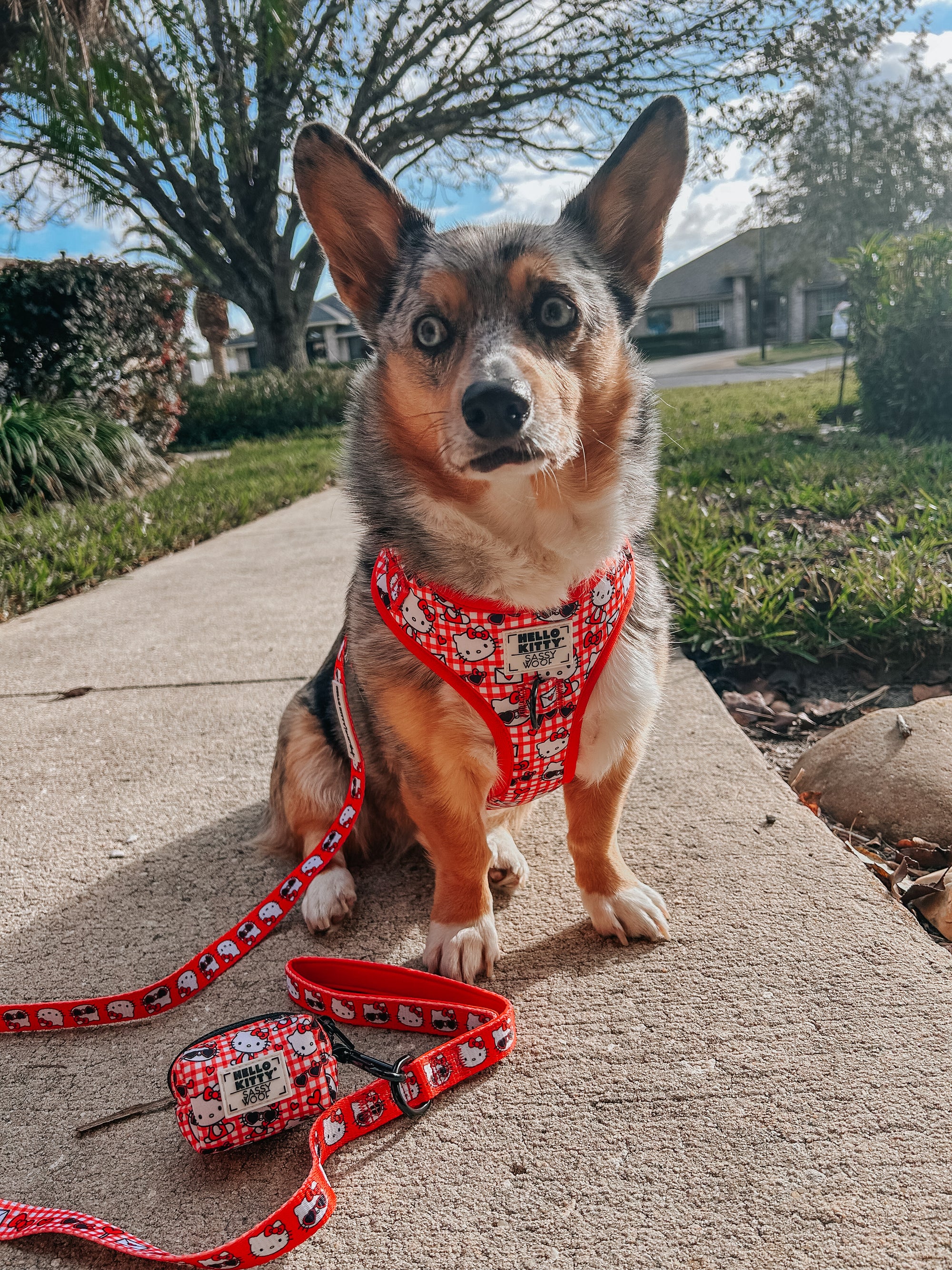 INFLUENCER_CONTENT | @STORMY_CORGI