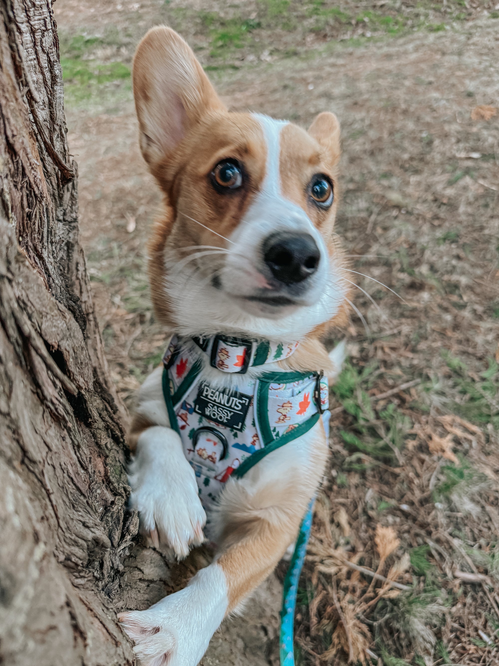 INFLUENCER_CONTENT | @TATERTHECORGI23 | SIZE M